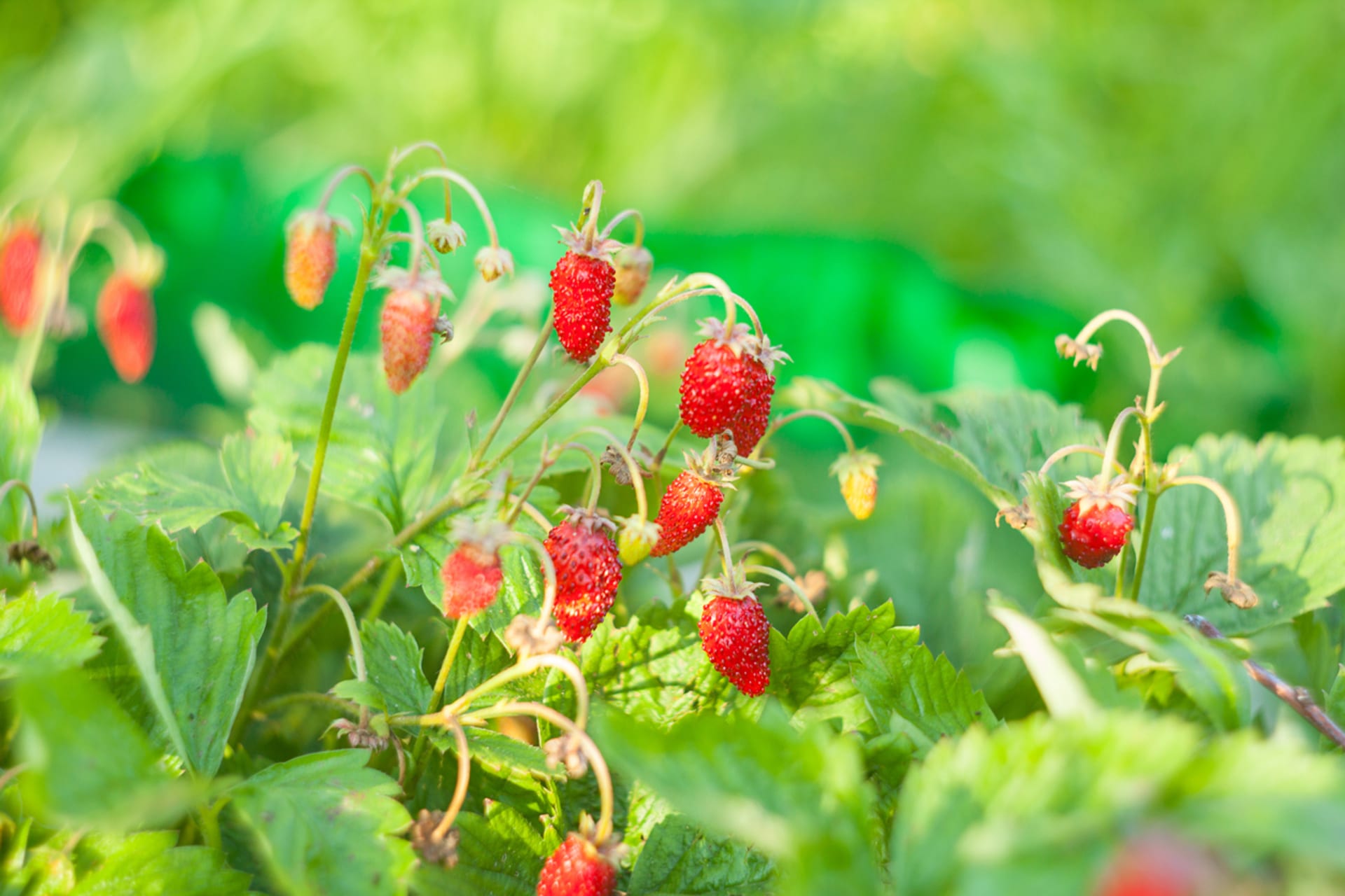 Měsíční jahody: Vypěstujte si drobné jahůdky báječné chuti na vlastním balkonu. Čas výsevu je tady! 4
