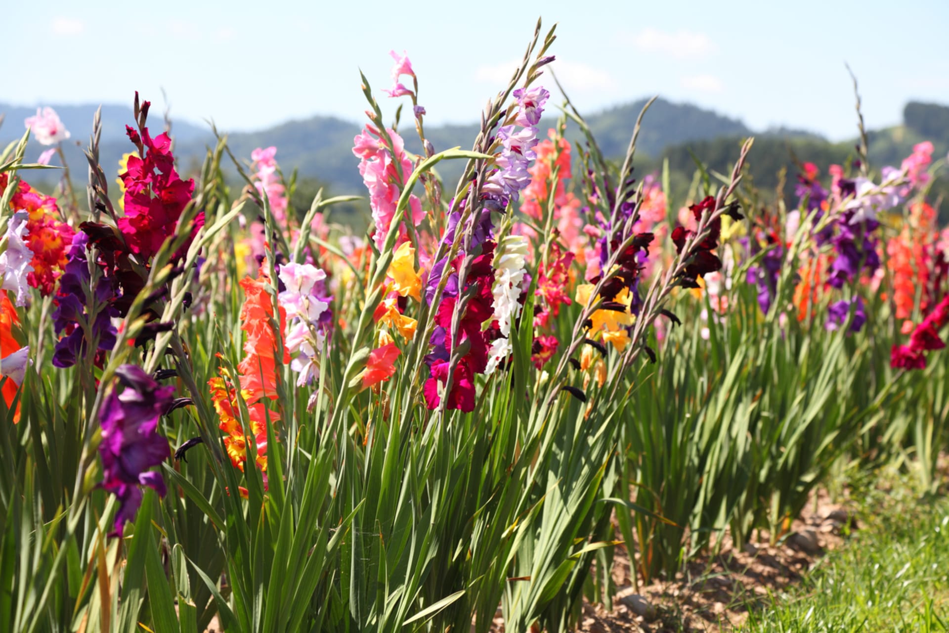 Mečík (Gladiolus) je rod jednoděložných rostlin z čeledi kosatcovité (Iridaceae)