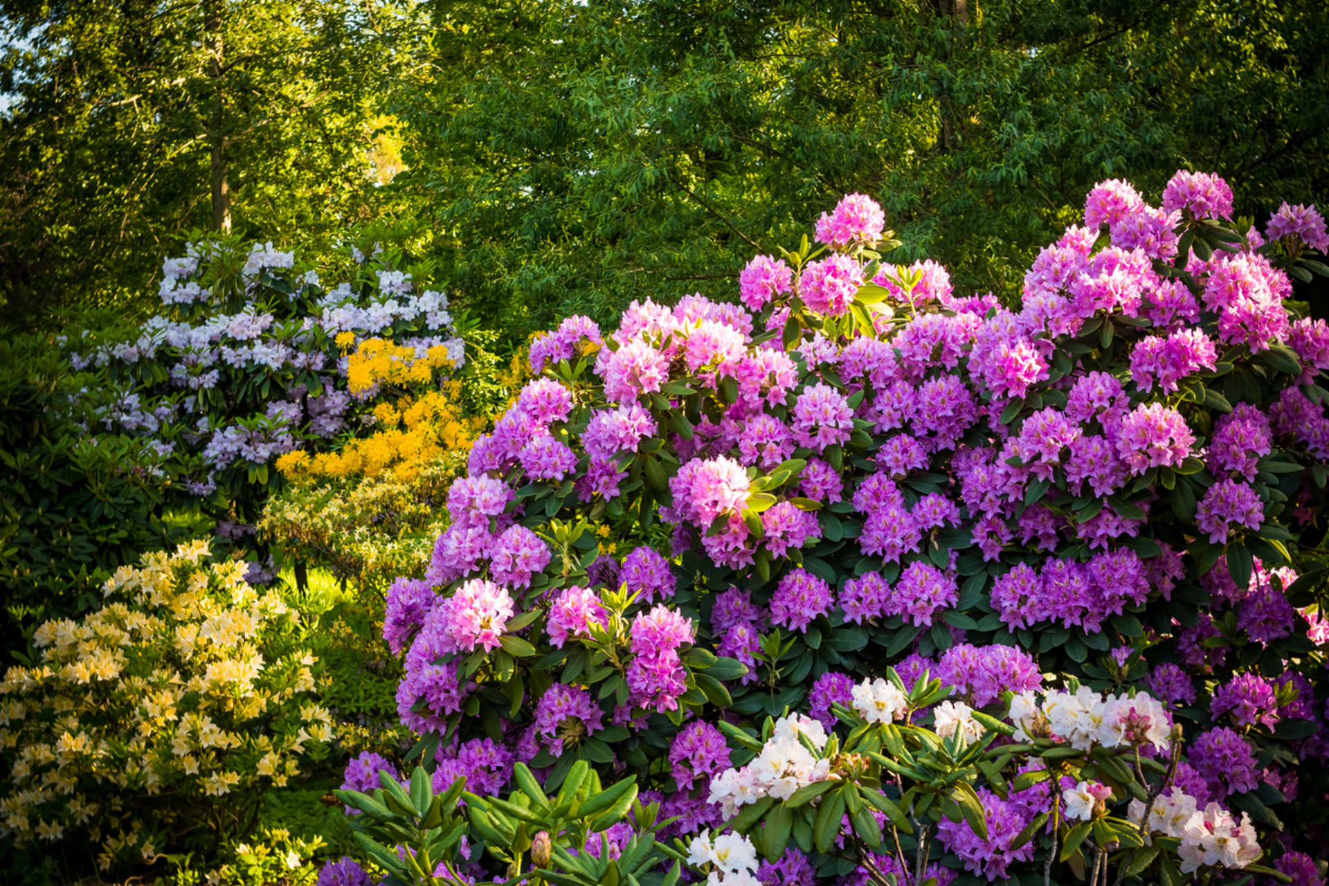 Rododendrony, česky pěnišníky patří k nejatraktivnějším keřům našich zahrad, které především na jaře poutají pozornost.