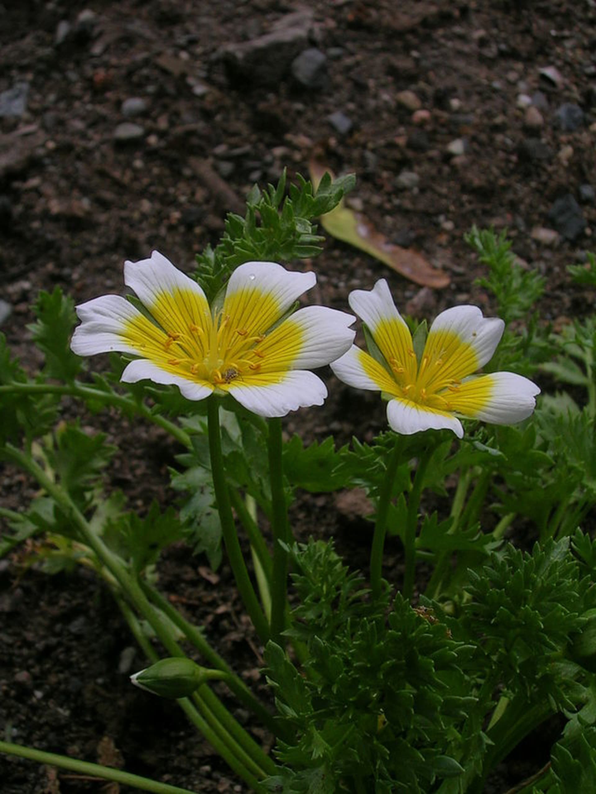 Květiny, které ochrání zeleninu - Obrázek 3 - Voďankovec Douglasův (Limnanthes douglasii)