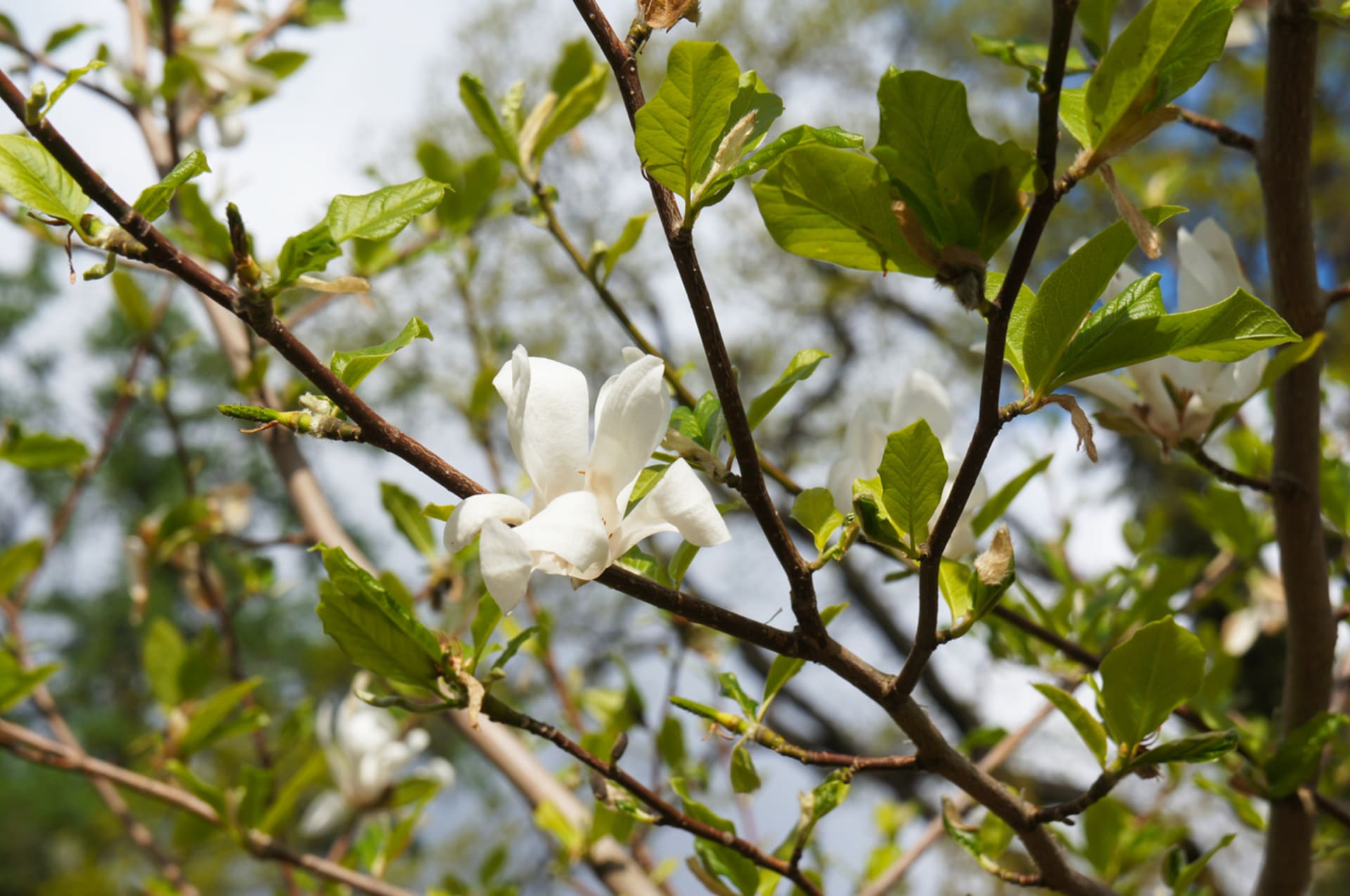 Magnólie: Vznešené krásky jarních zahrad právě vykvétají 3