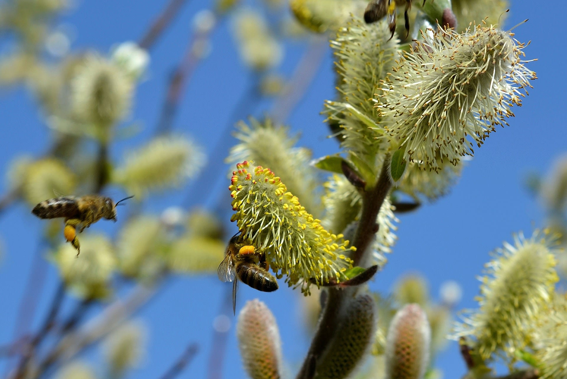 Vrba, nenahraditelná dřevina, která zajišťuje první jarní potravu pro včely 