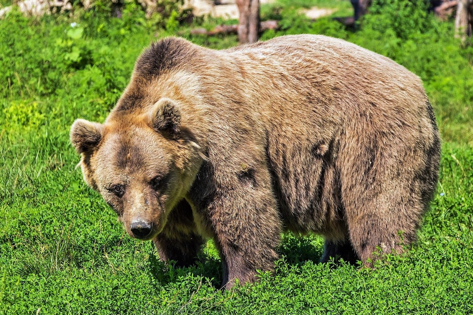 Indiánský horoskop: Medvěd často působí až přehnaně rozvážně a leckoho může dráždit svou pomalostí a zdánlivou nerozhodností. Nikdy nejedná zbrkle a právě na medvědího člověka sedí přísloví dvakrát měř, jednou řež. 