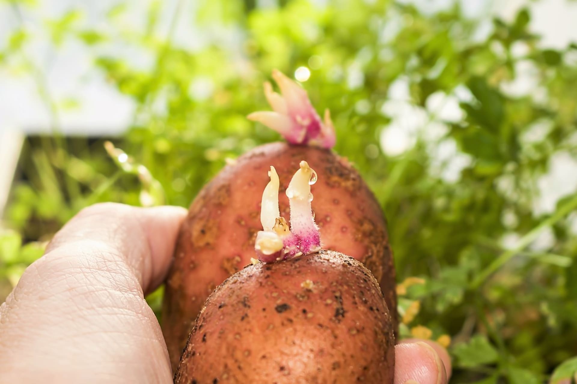 Začátkem března je čas začít s předklíčením sadbových brambor velmi raných a raných odrůd. K naklíčení je potřeba 4–6 týdnů. Předklíčená sadba poskytuje ranější sklizeň o zhruba dva týdny.