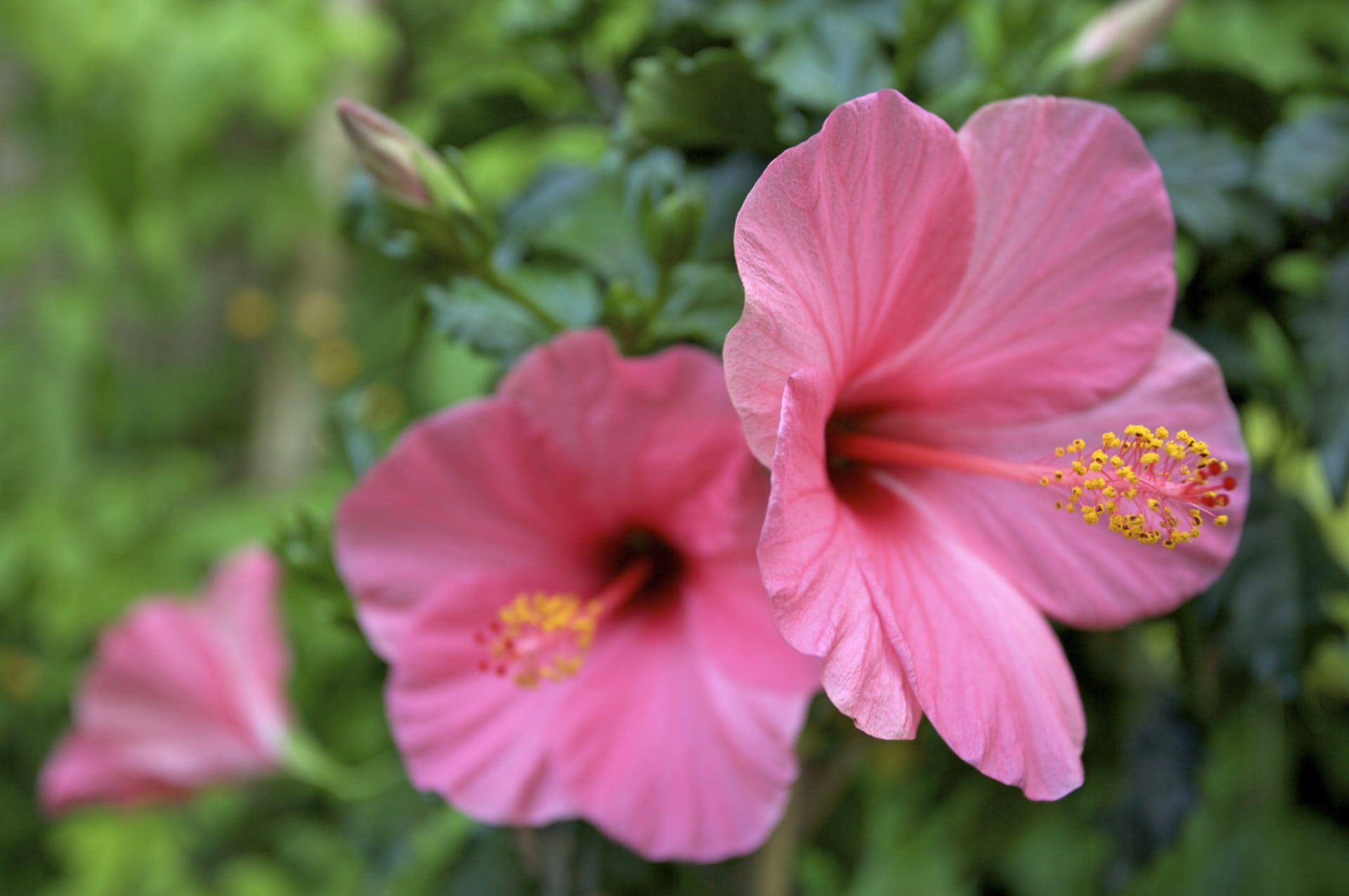 Ibišek čínský (Hibiscus rosa-senensis) je atraktivní pokojová květina s velkými květy, které mohou být v různých odstínech červené, růžové, oranžové, žluté i bílé. Ibišku se v bytě daří velmi dobře a nadělá doma spoustu parády