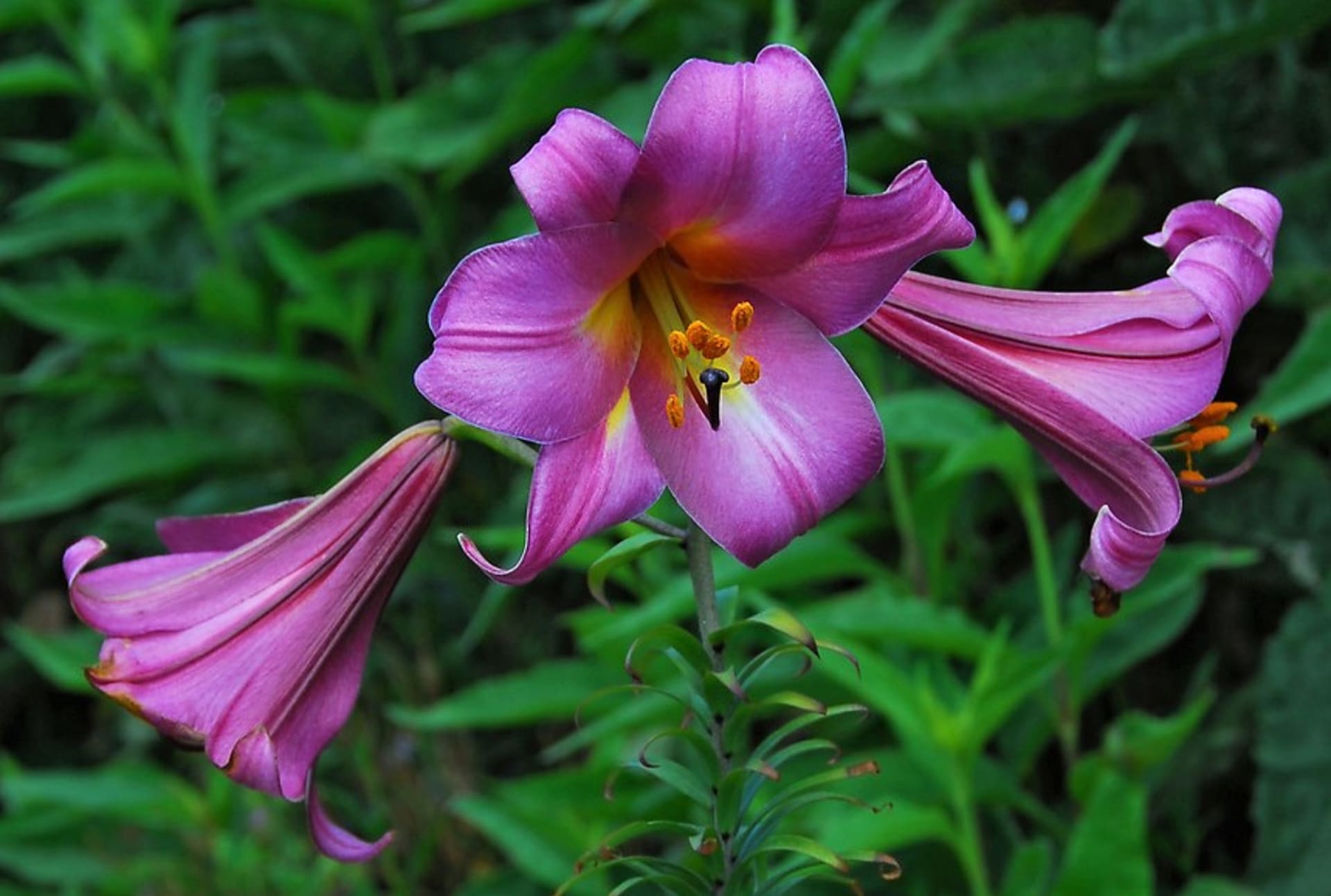 Trubkovité (trumpetové) hybridy lilií nají krásné velké nálevkovité květy, které často visí dolů. Na snímku kultivar Pink Perfection.