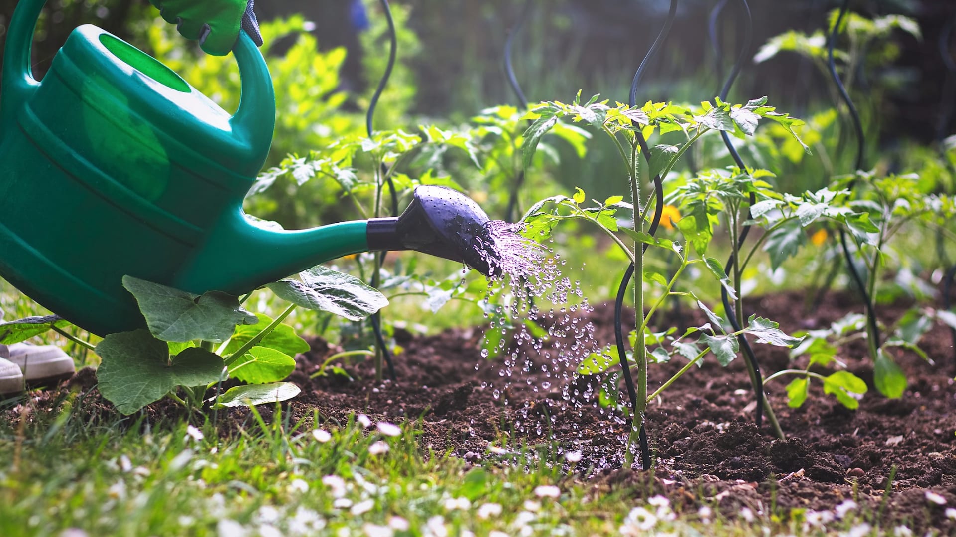 V moderní zahradě dáváme přednost domácím přírodním hnojivům a ochranným postřikům před chemickými, vyplatí se to!