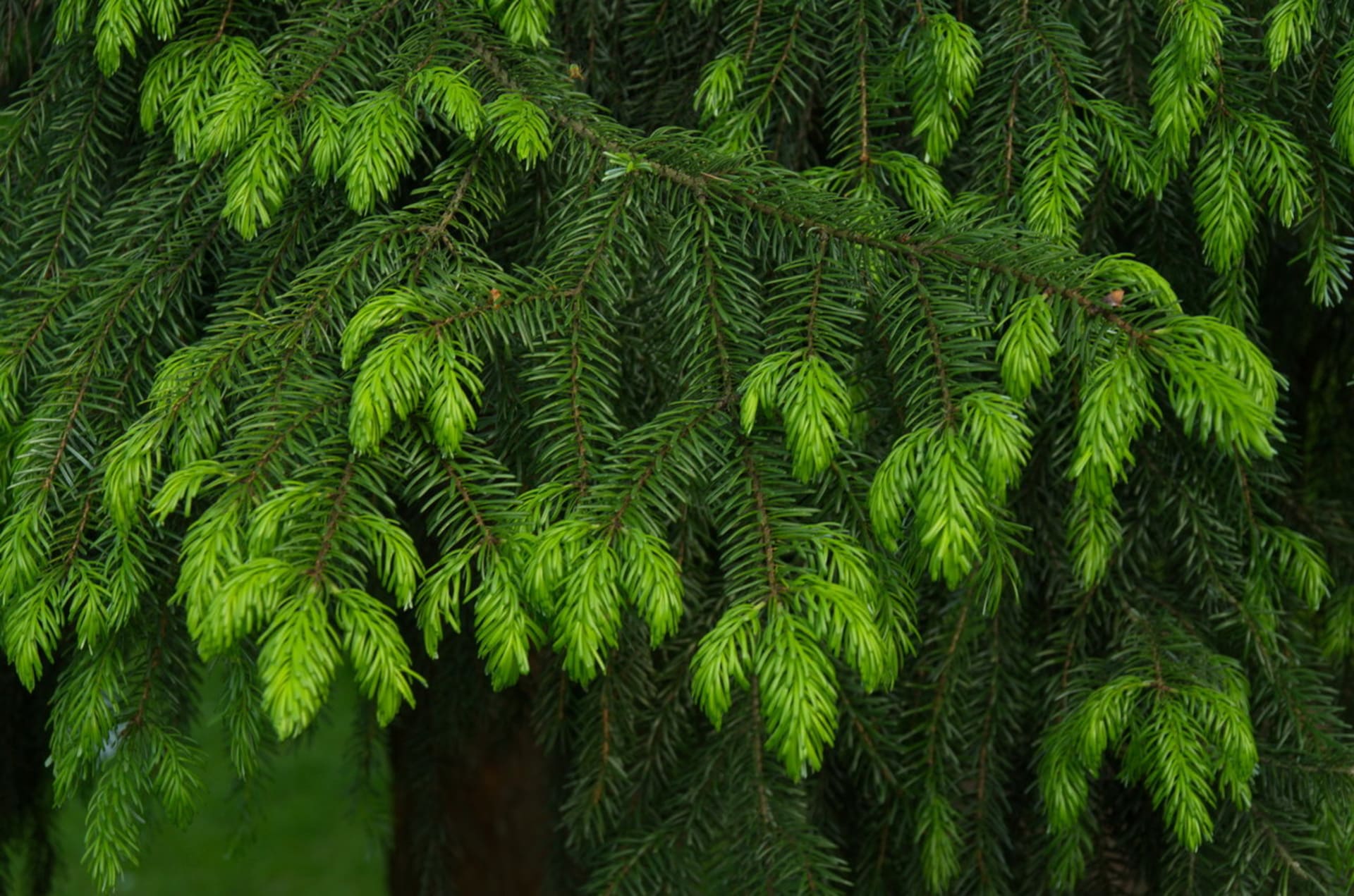 Smrk ztepilý/Picea abies - detail