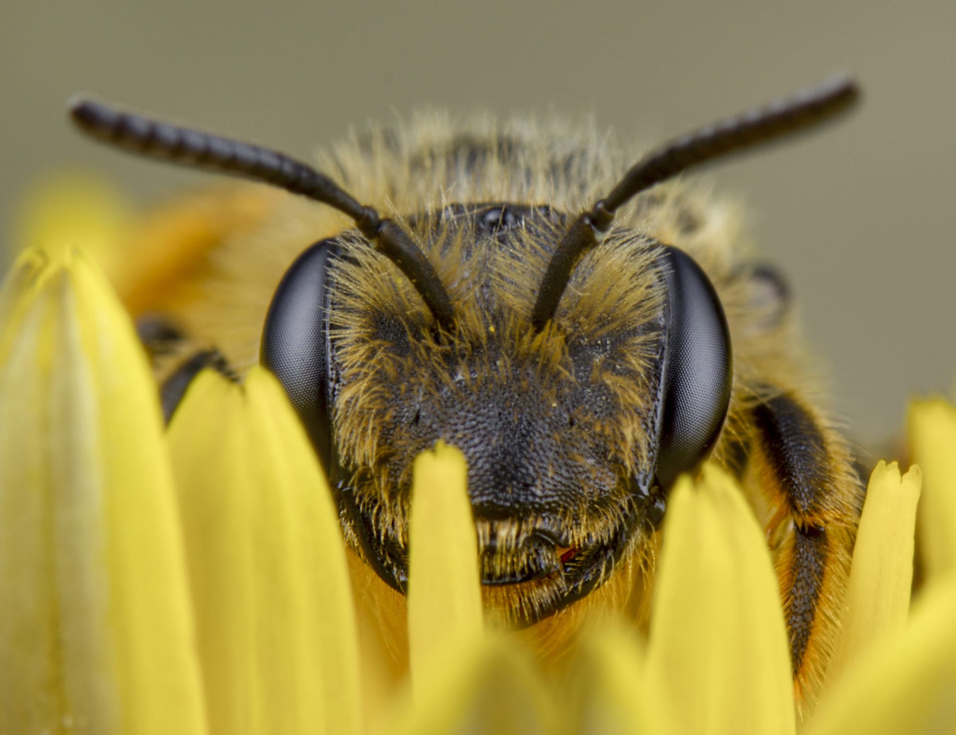 Složené včelí oči 