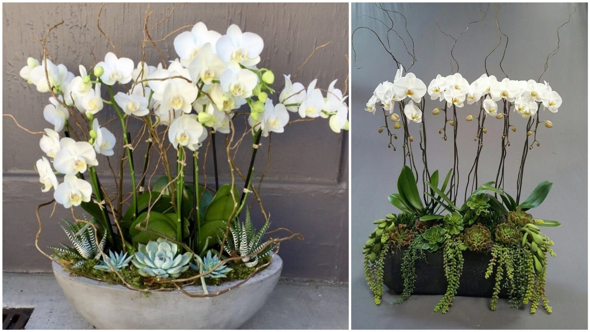Okázalým orchidejím sluší doprovod skromných sukulentů. 5