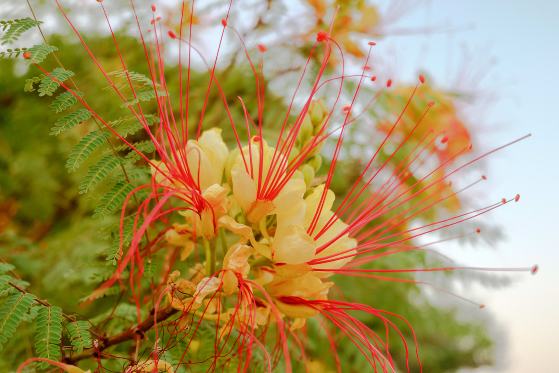 Sapan patří mezi nejkrásnější keře či stromy světa. Pěstovat ho můžete i na balkoně 4