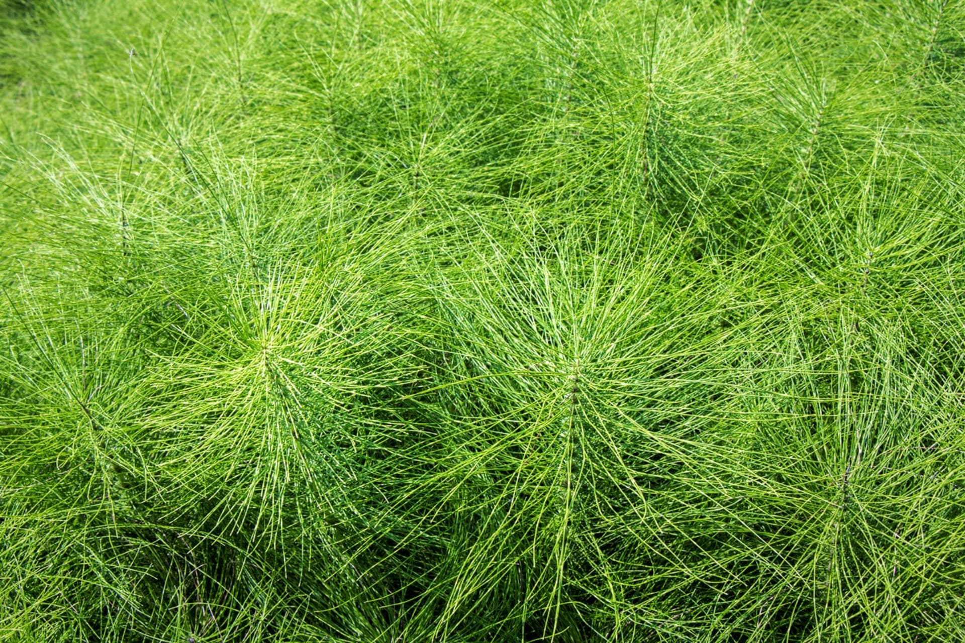 Jak ošetřit drobná poranění při práci na zahradě: Přeslička rolní(Equisetum arvense) je velice zajímavá prastará léčivá bylina, které mj. obsahuje v průměru 8 % kyseliny křemičité a oxidu křemičitého, a proto působí antisepticky a urychluje hojení.