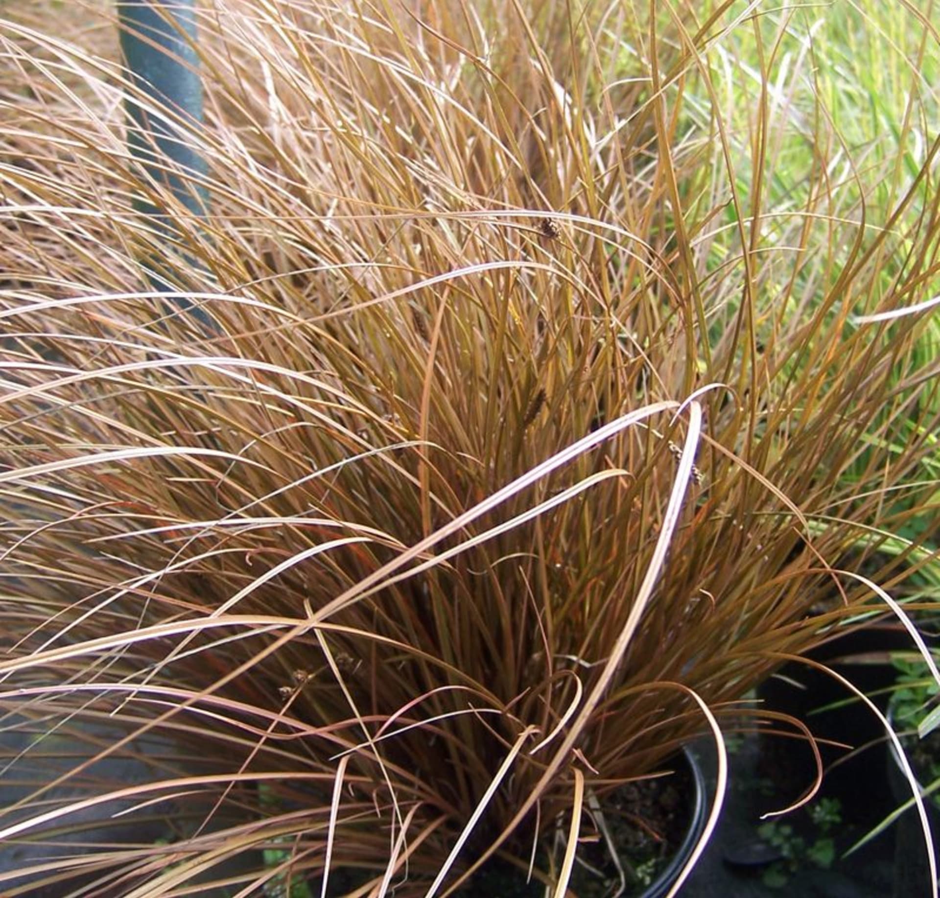 Traviny pro trvalkové záhony - Obrázek 3 - ostřice Buchananova (Carex buchananii)