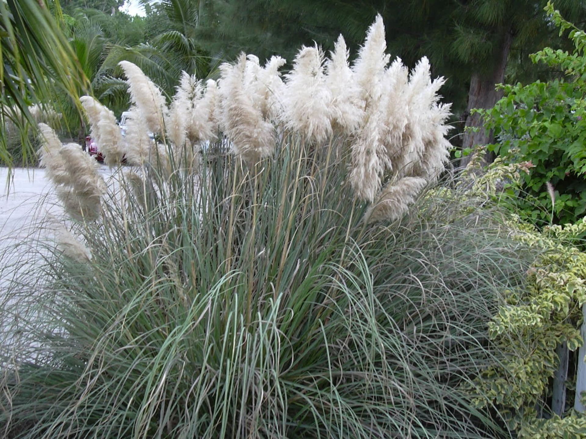 Soliterní traviny - Obrázek 5 - Kortaderia stříbrná (Cortaderia selloana)