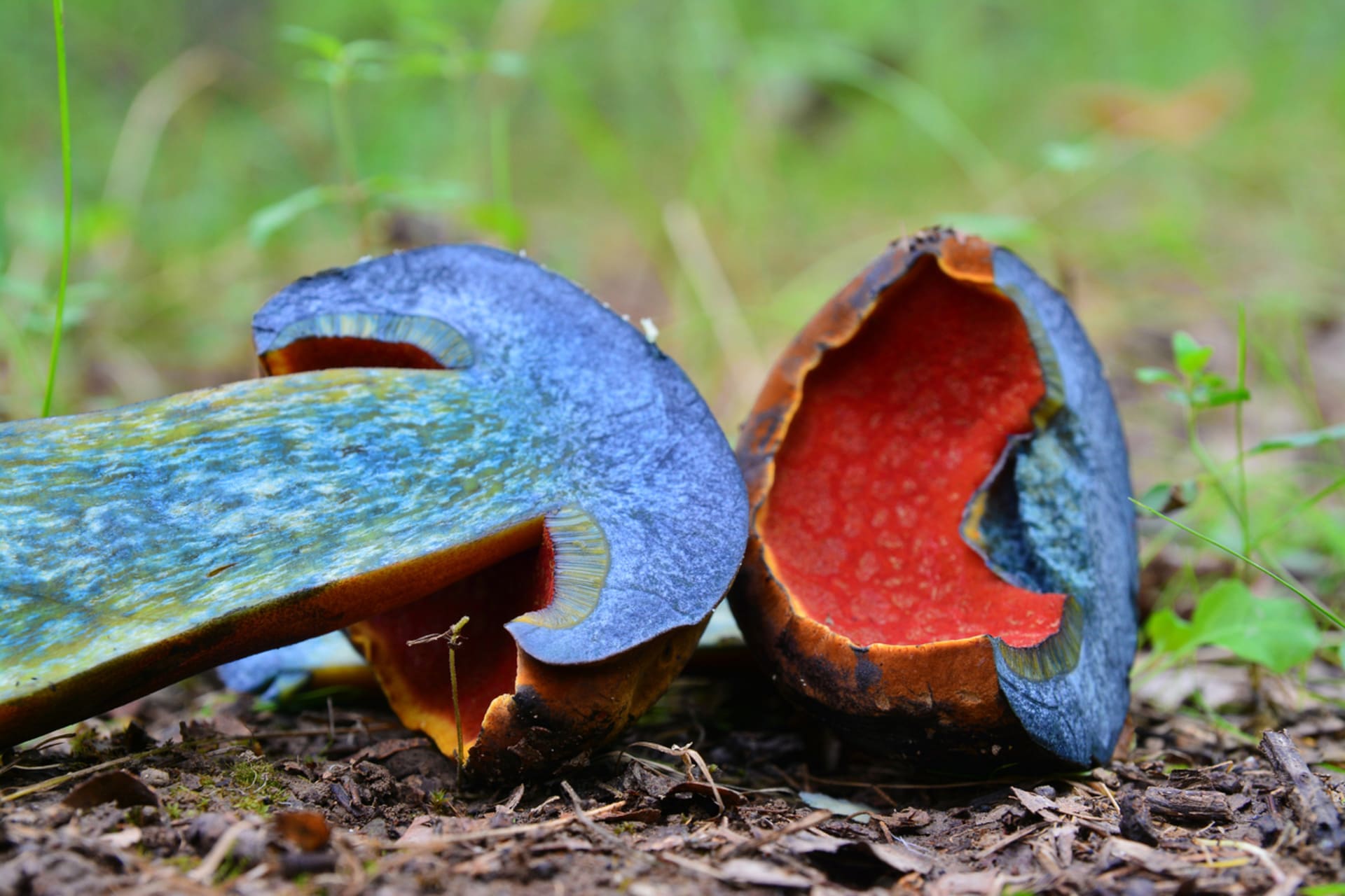 Hřib kovář, jeden z nejznámější zástupců jedlých modráků, krásných hřibovitých hub, které při rozkrojení rychle zmodrají. 