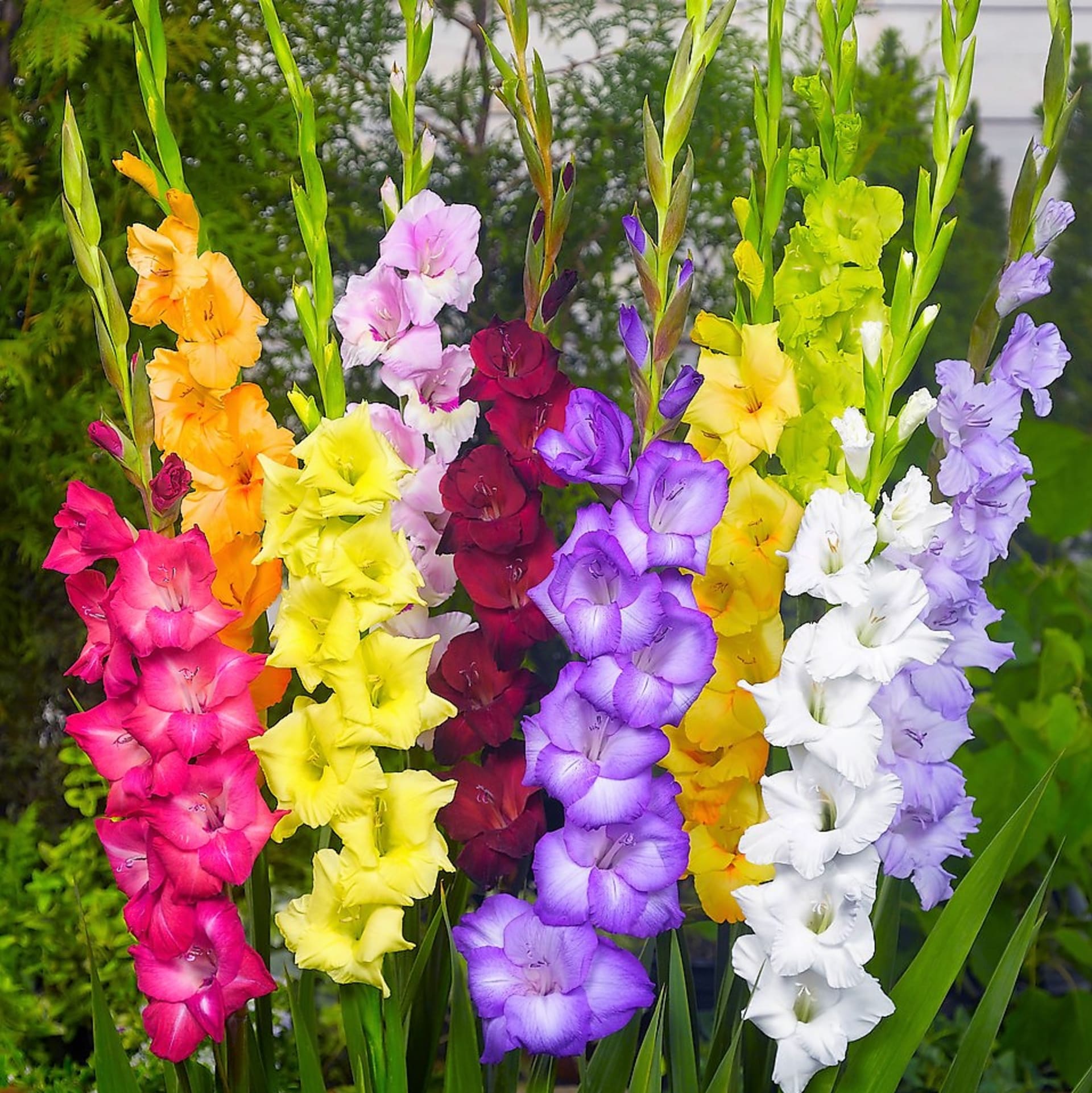 Mečíky (Gladiolus) jsou cibulové hlízy sázíme je jaře a kvetou v létě.