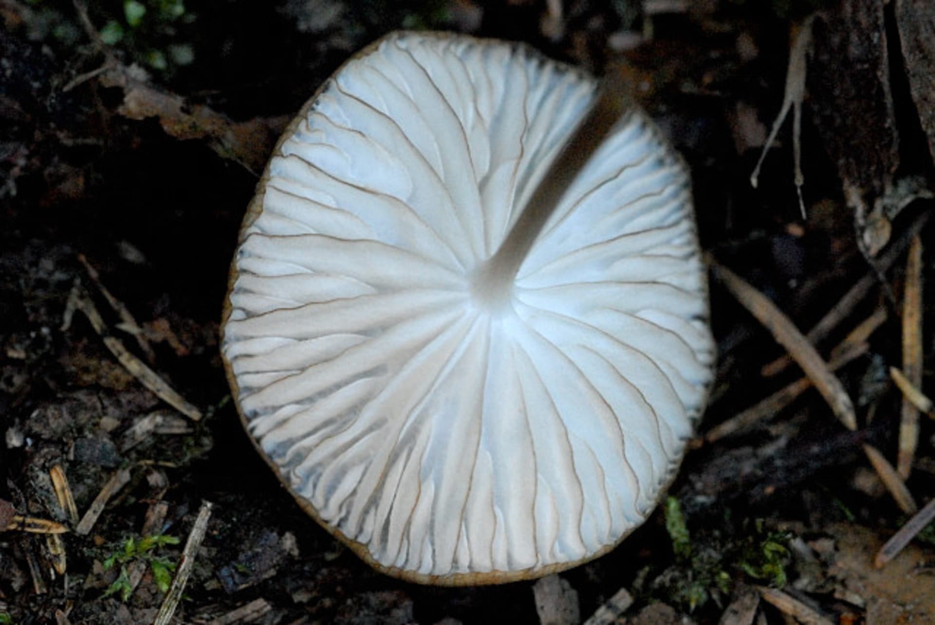 Podzimní houby - Obrázek 10 - Penízovka kořenující (Xerula radicata)