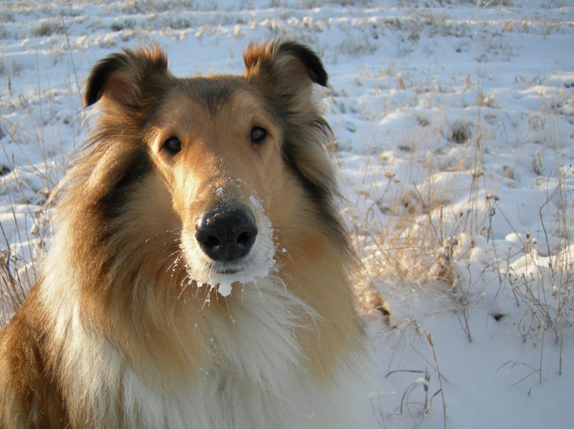 Pes v zimě