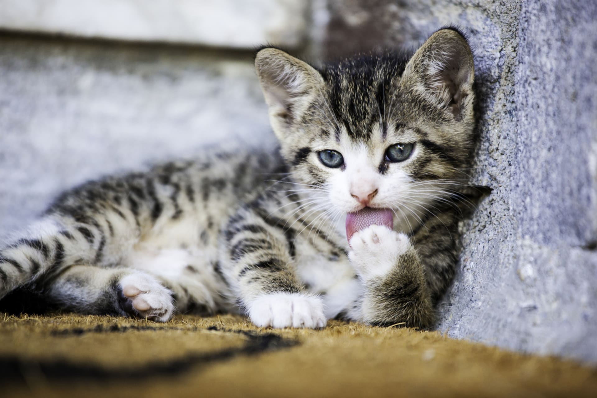 Proč mají kočky jazyk jako z brusného papíru