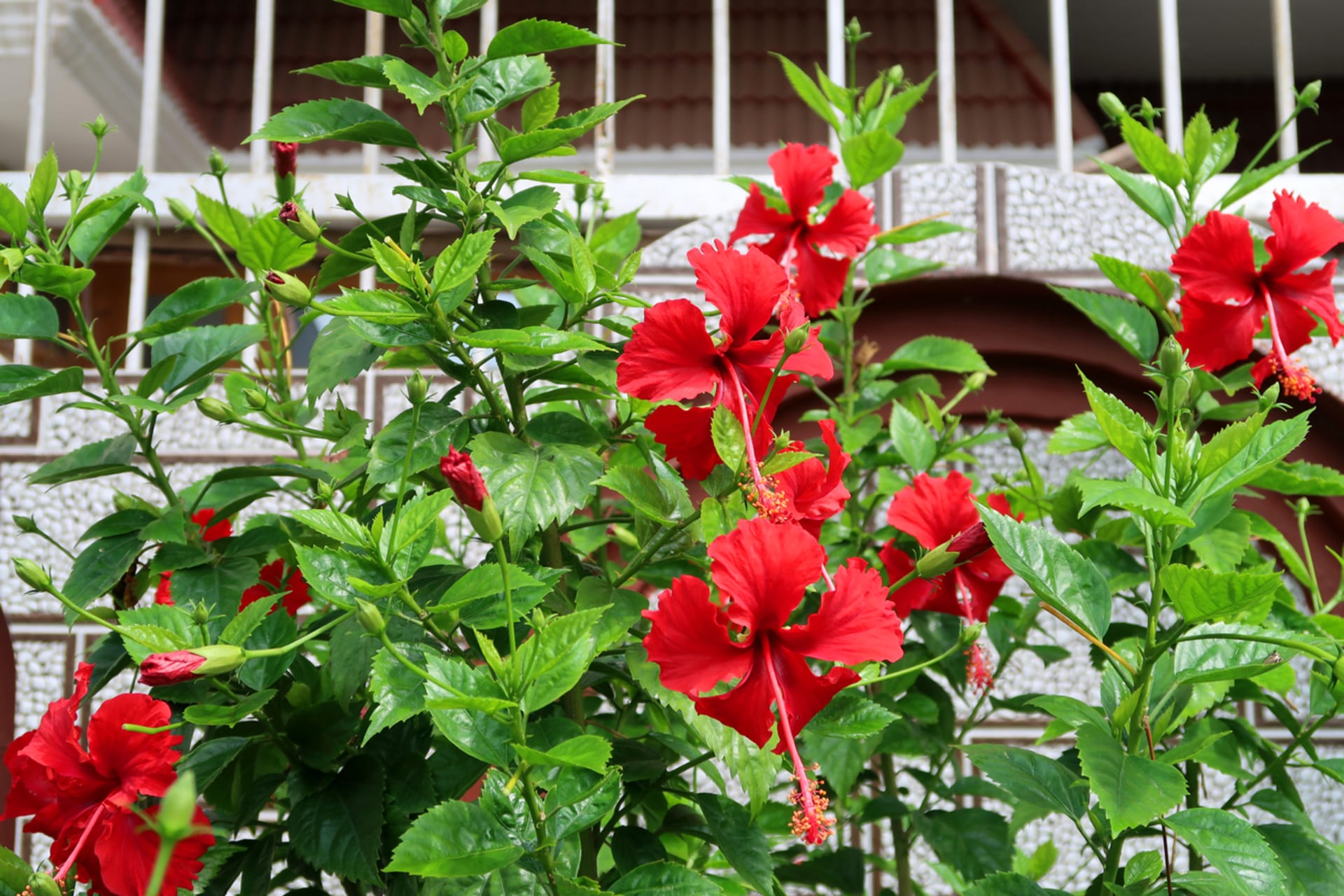Čínská růže neboli ibišek (Hibiscus rosa-senensis)