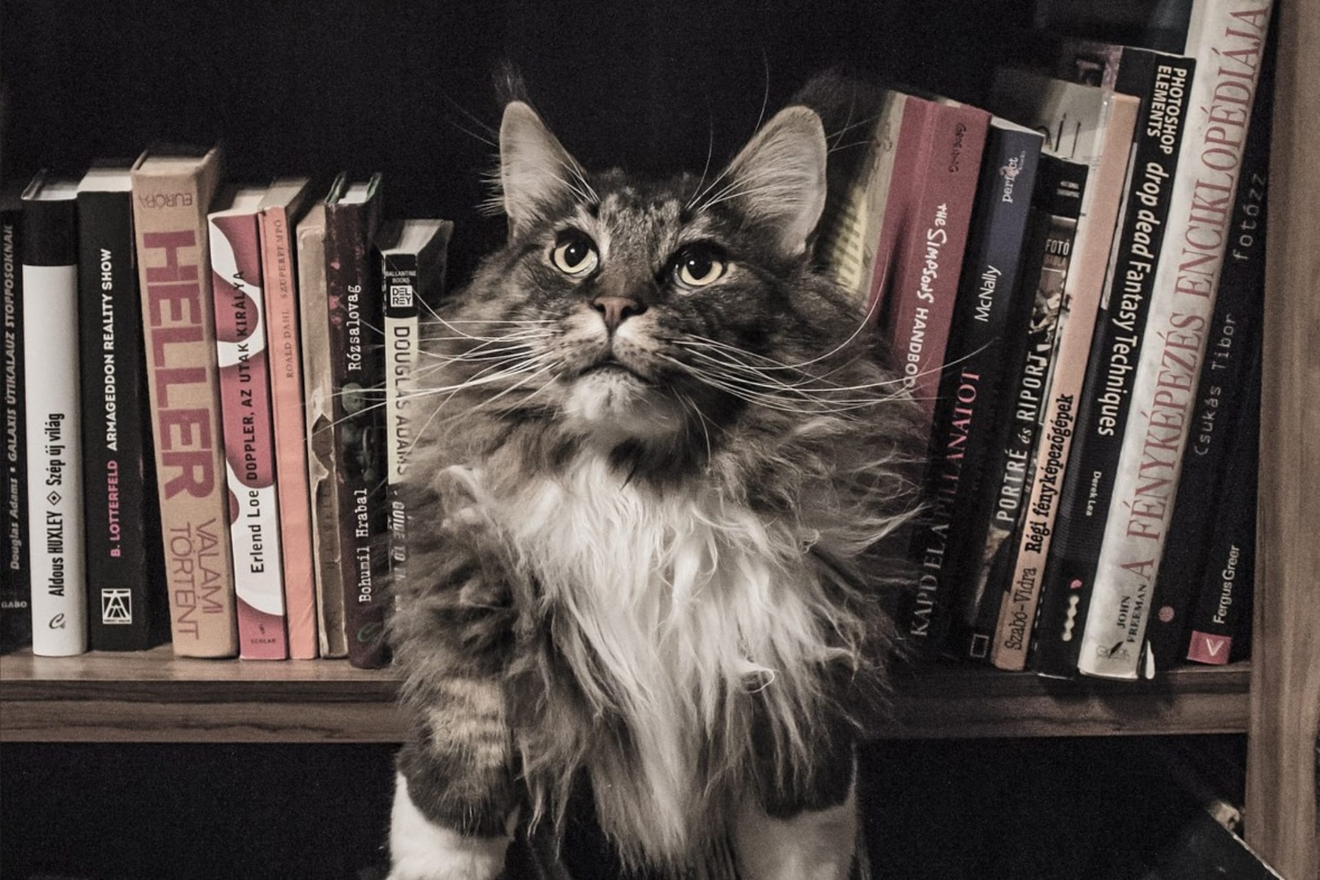 Kočičí rozhledna mezi knihami