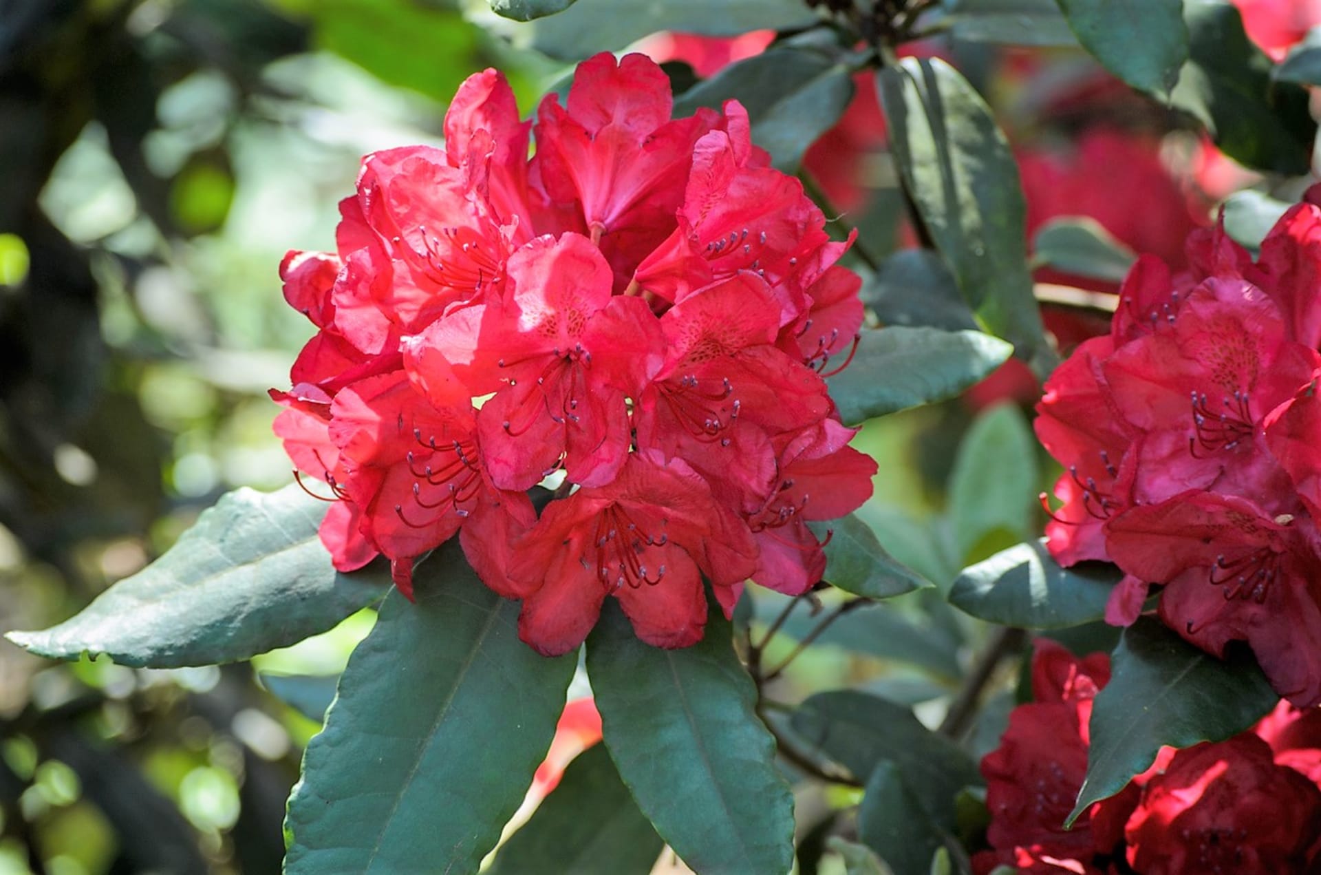 Rododendrony (Rhododendron)  i po odkvětu potřebují naši péči.