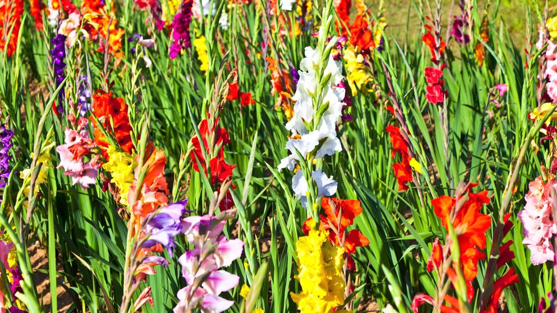 Gladioly, česky mečíky (Gladiolus), patří k velice oblíbeným květinám, mezi hlíznatými jsou u nás zřejmě nejpopulárnější.