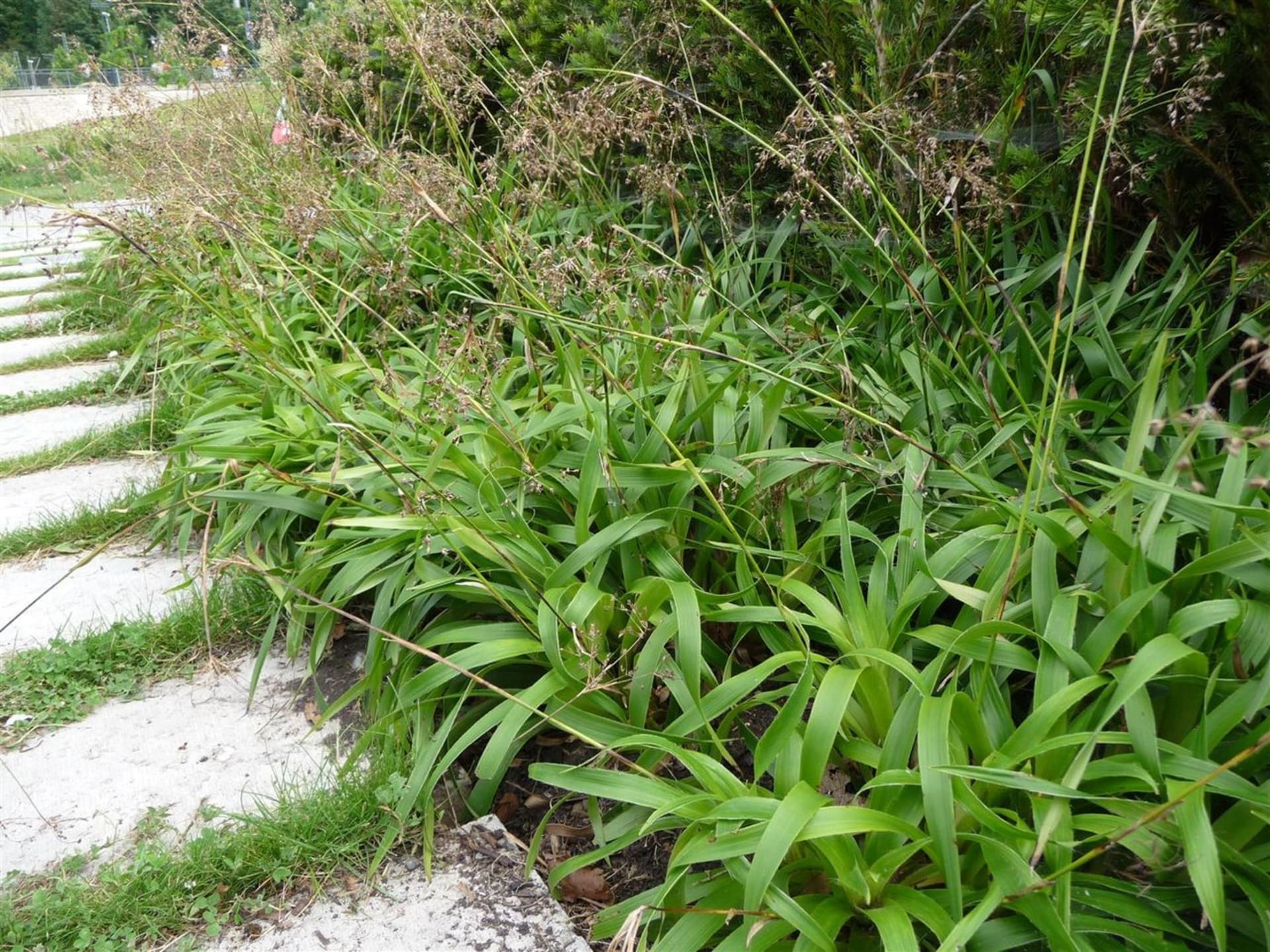 Stínomilné okrasné traviny - Obrázek 1 - Bika lesní (Luzula sylvatica)