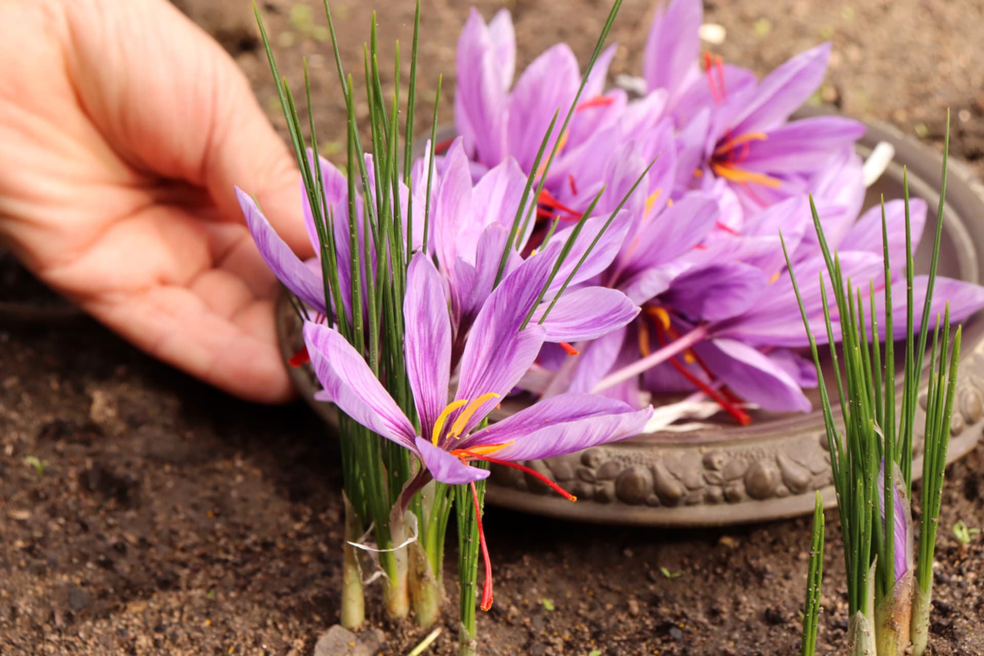 Šafrán setý (Crocus sativus L.) 2