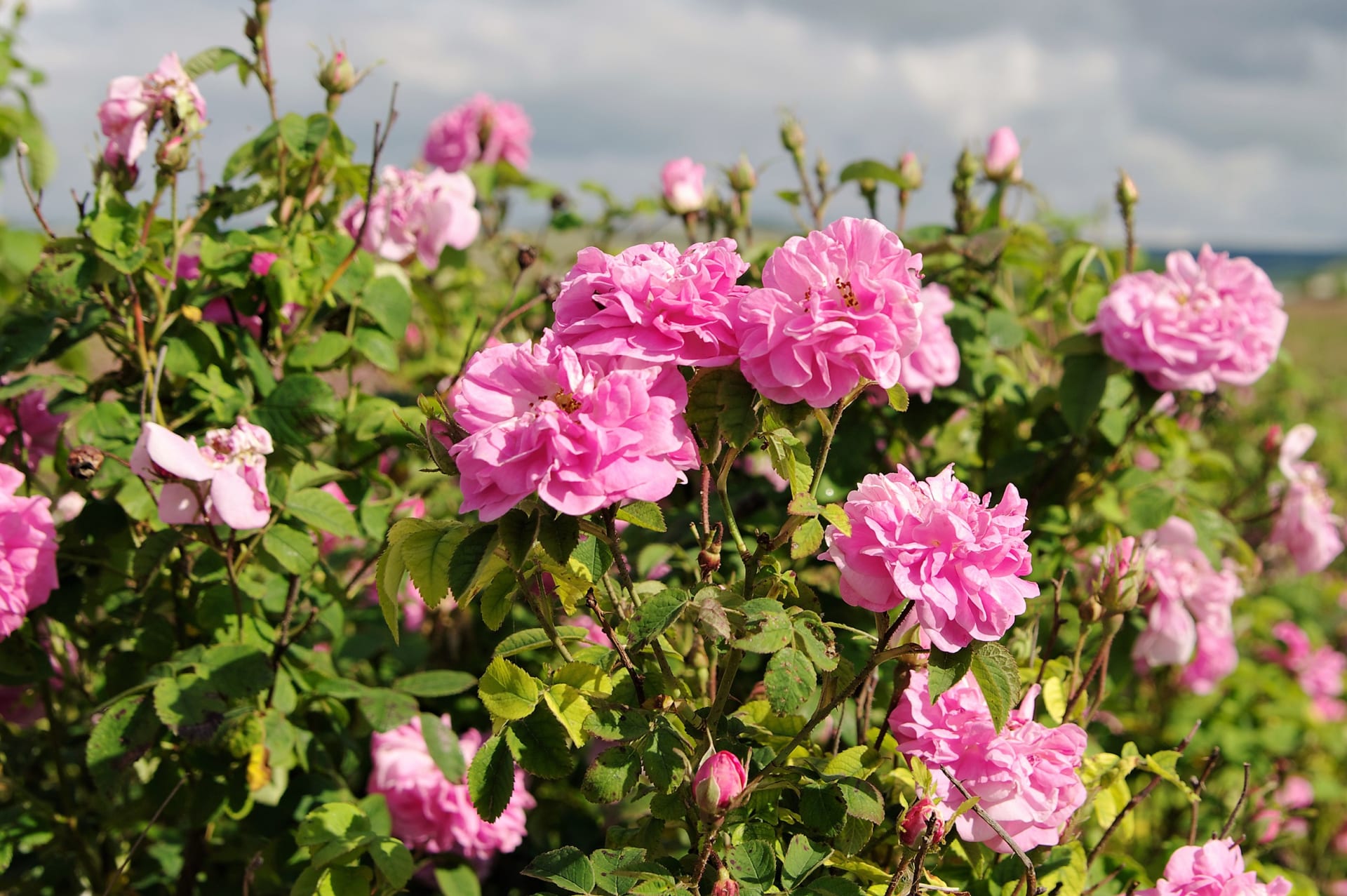 Růže damašská(Rosa damascena), zvaná také damascénská, turecká či bulharská,obsahuje éterické oleje, které se po staletí využívají pro své uklidňující, antibakteriální a protizánětlivé účinky. 