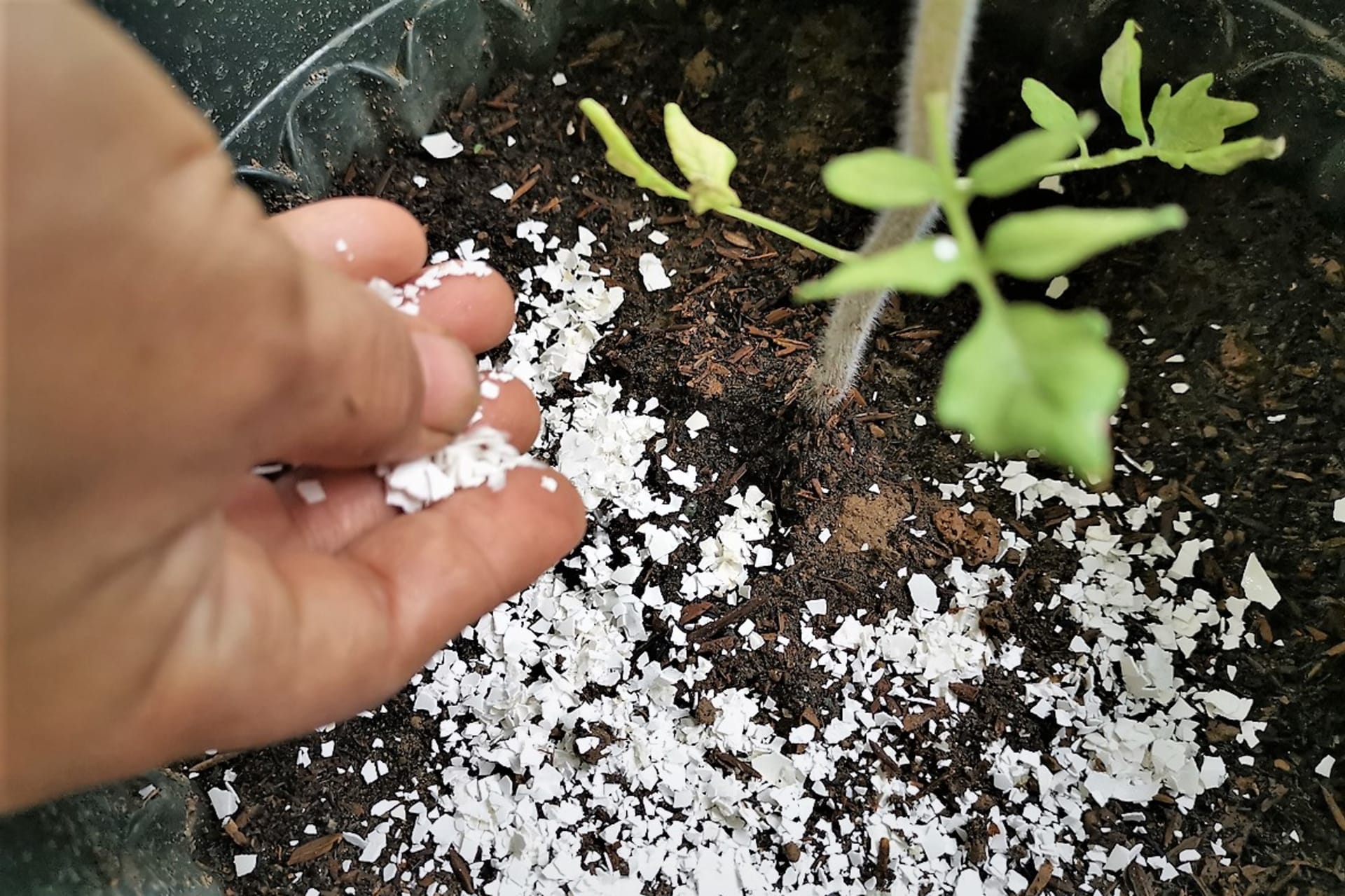 Jak hnojit vaječnými skořápkami?