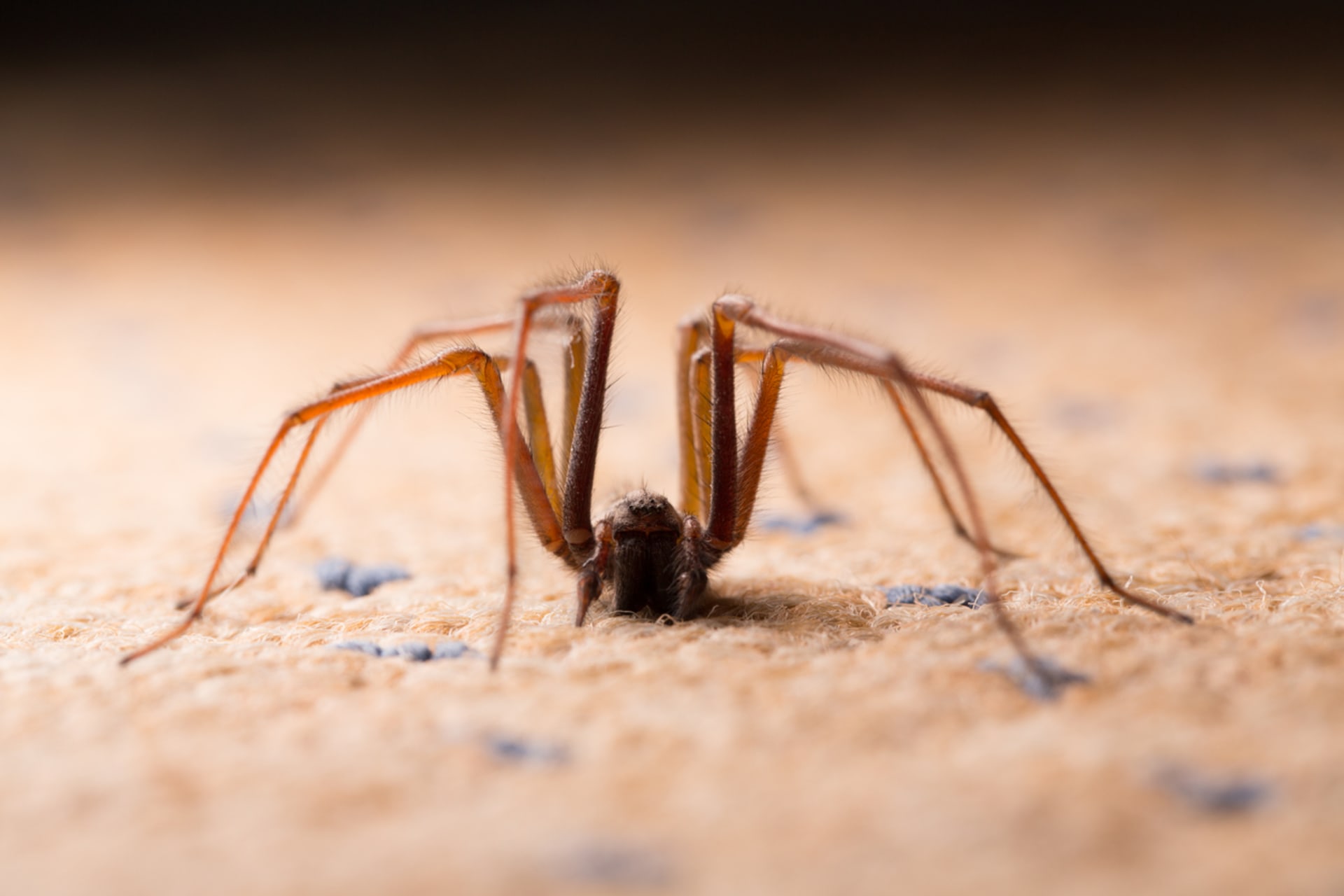 Pavouky do domů lákají i špatné lidské návyky.