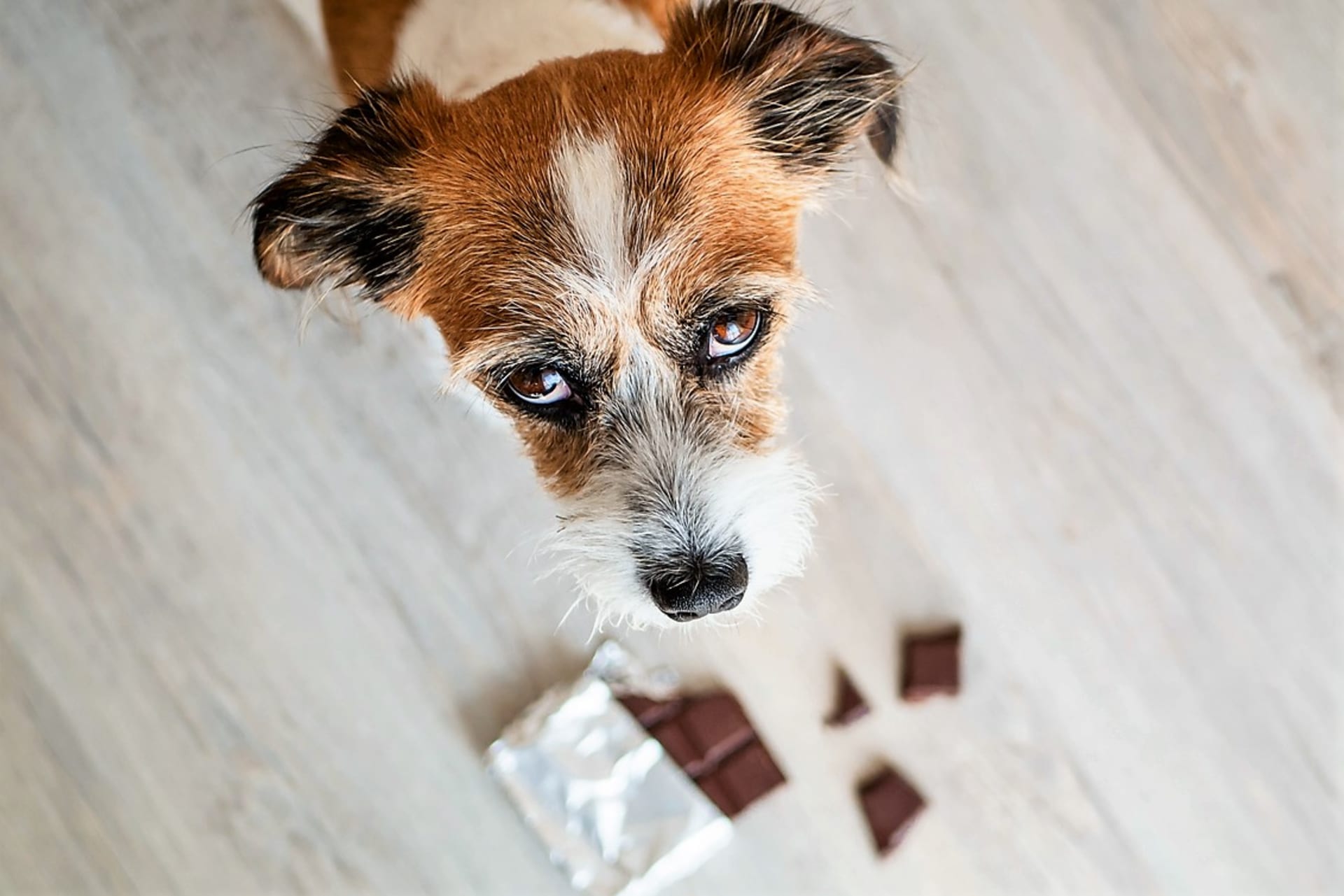 Čokoláda je zvláště  pro psy nejrizikovější pochutinou  je pro ně dokonce přímo jedovatá