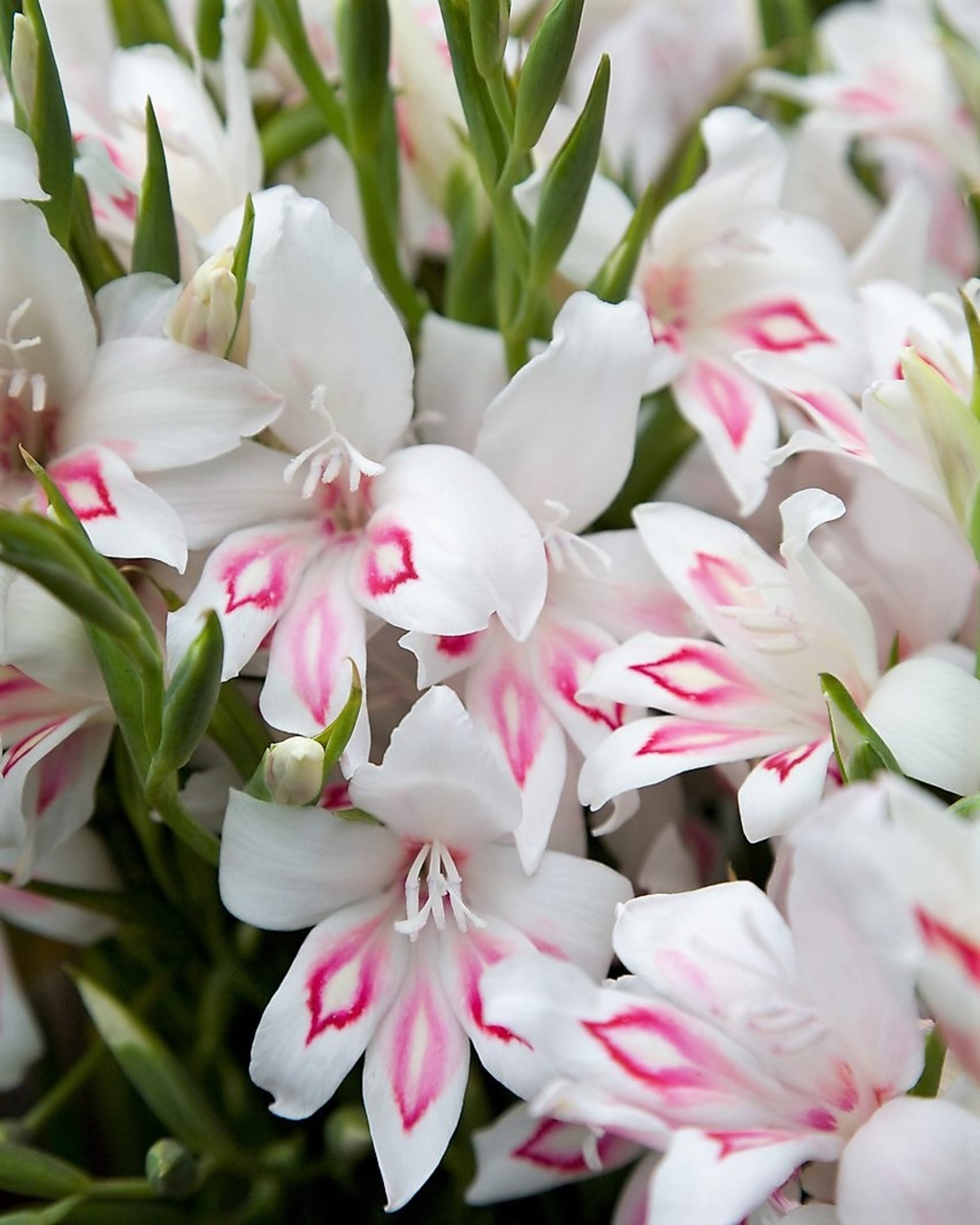 Jako trpasličí gladioly se často označují mečíky Gladiolus nanus, protože nepřesahují výšku 60 cm.
