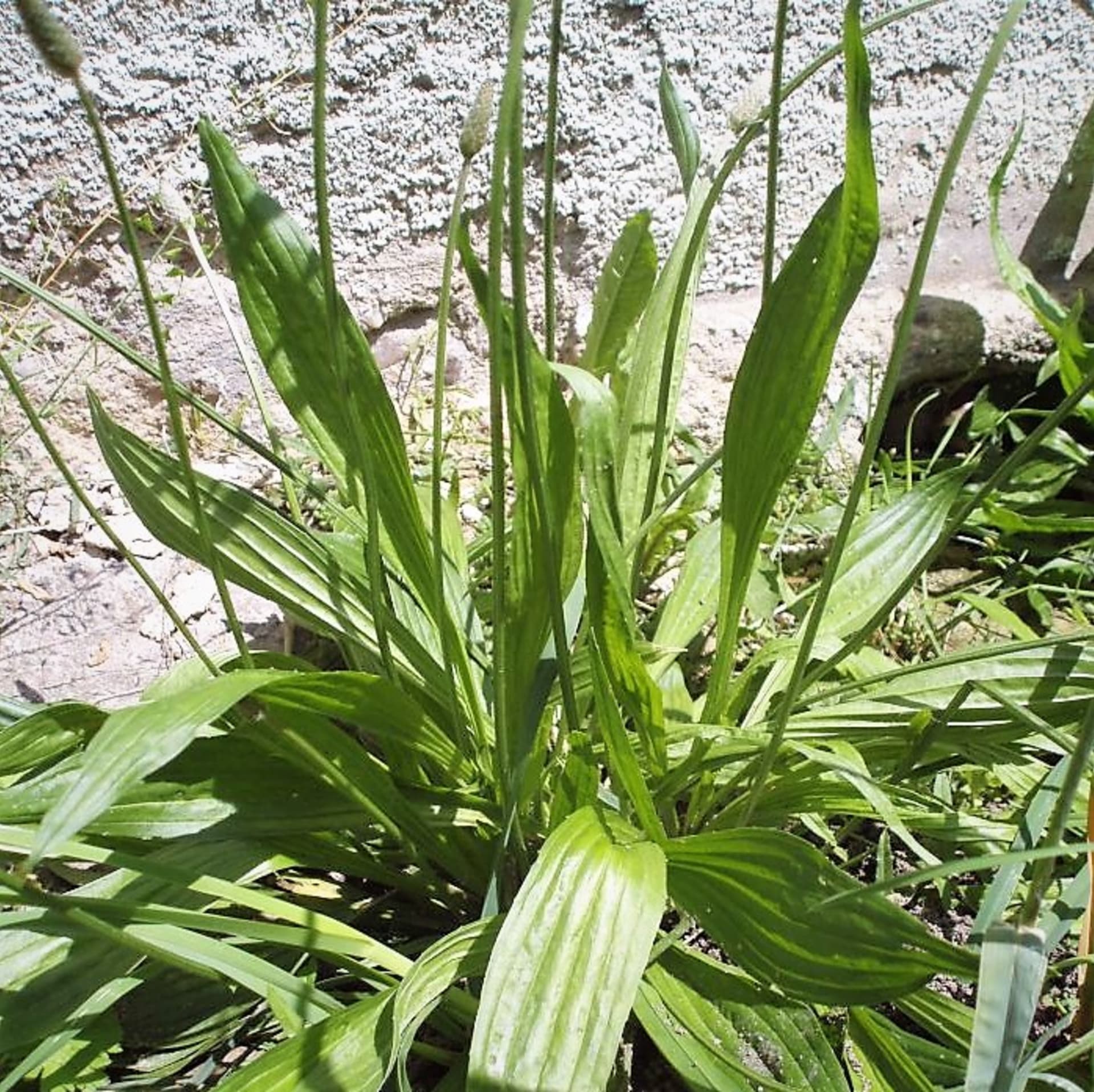 Jitrocel kopinatý (Plantago lanceolata) je všudypřítomná vytrvalá plevelná bylina s růžicí vzpřímených a špičatých listů. Řadí se k nejstarším a nejrozšířenějším léčivým rostlinám, je uznávaným přírodním lékem proti kašli a na hojení ran. 