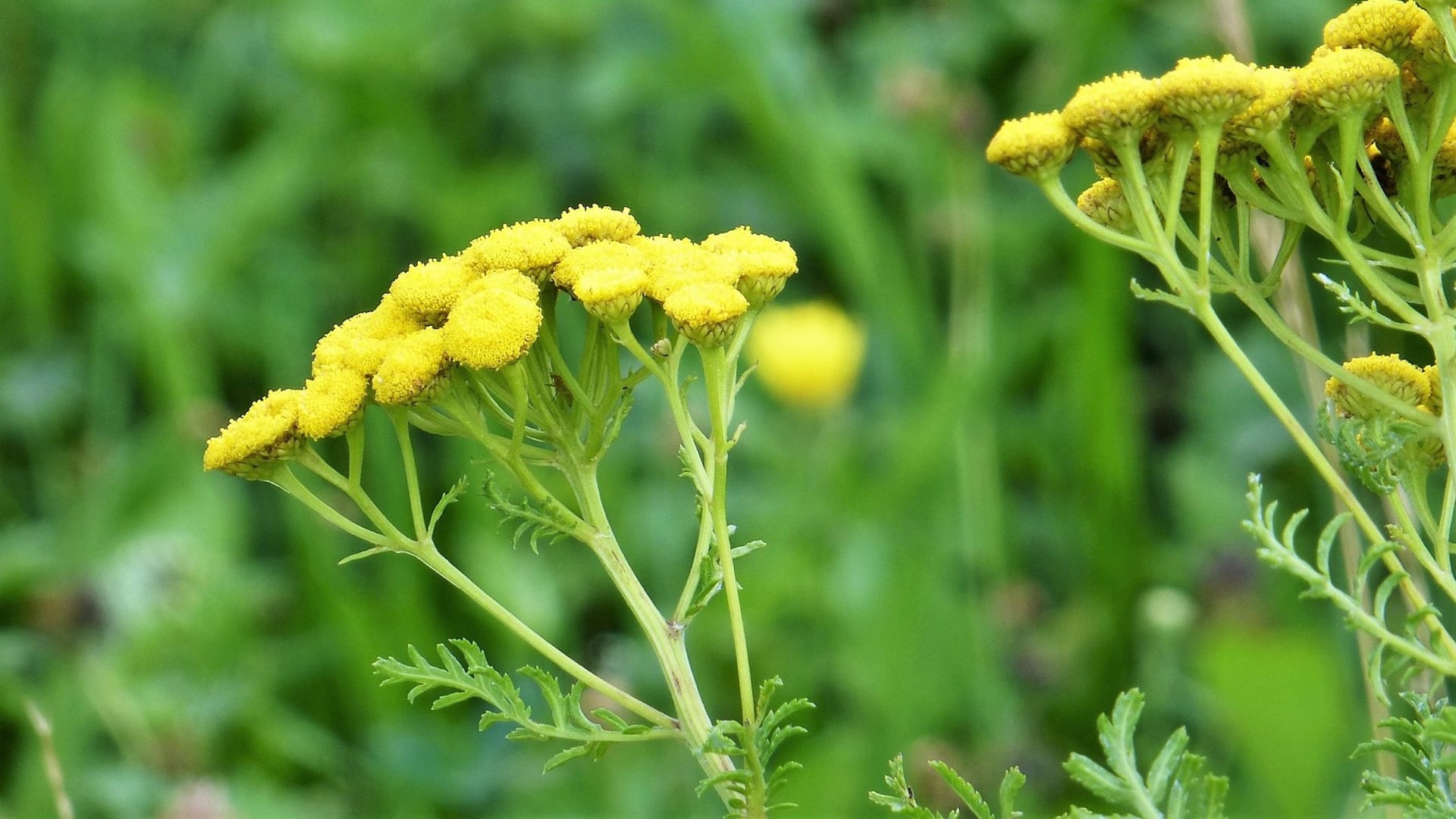 Celá rostlina i samotné květy vratiče obecného (Tanacetum vulgare) obsahují pyrethrum, látku, která se využívá jako účinný odpuzovač hmyzu.