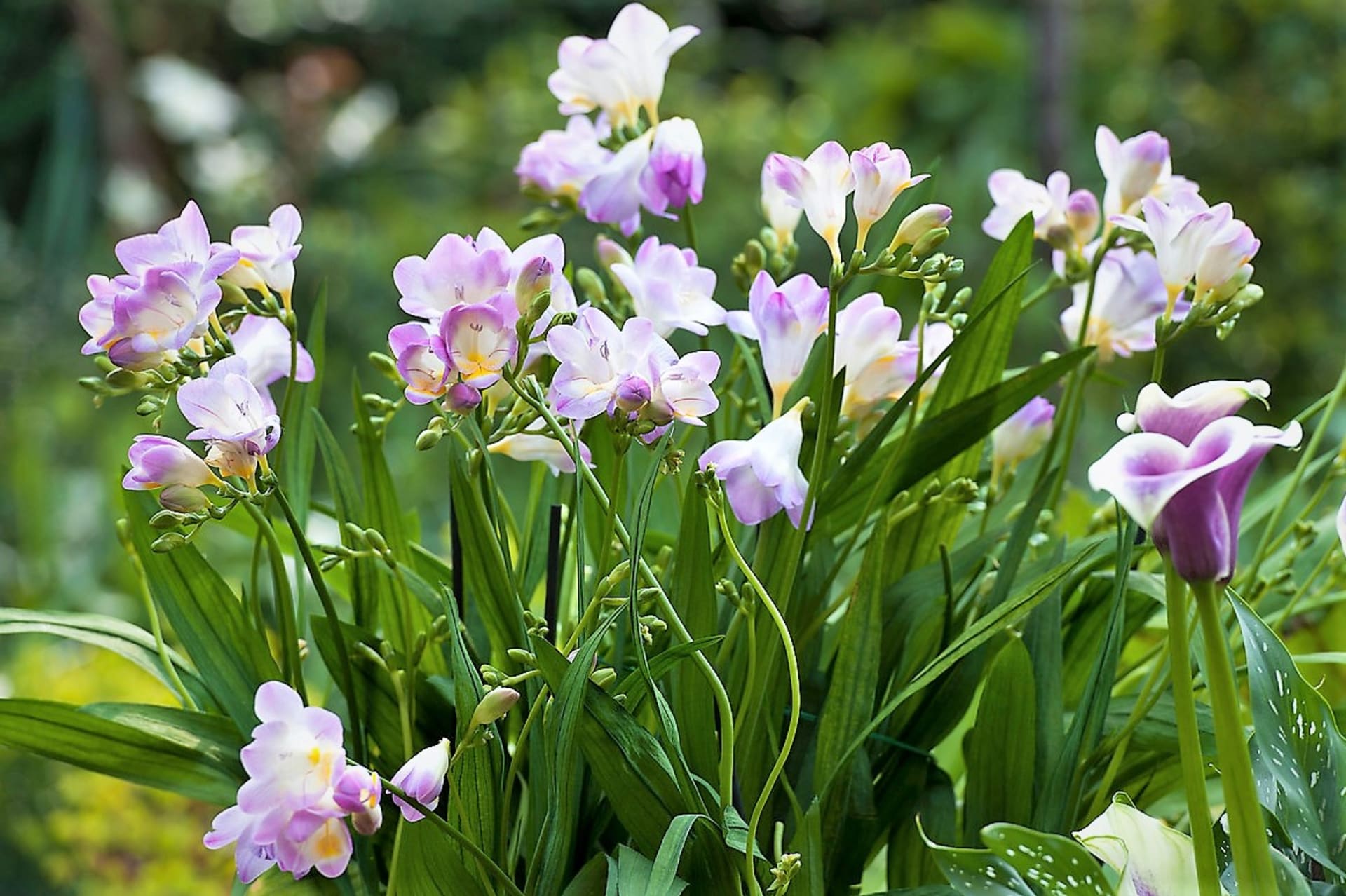 Šest nejkrásnějších letních cibulovin: Frézie (Freesia) asi znáte spíše jako řezané květiny, ale můžete je zkusit pěstovat i na zahradě nebo v truhlících. Frézie krásně vypadají a taky příjemně voní. 