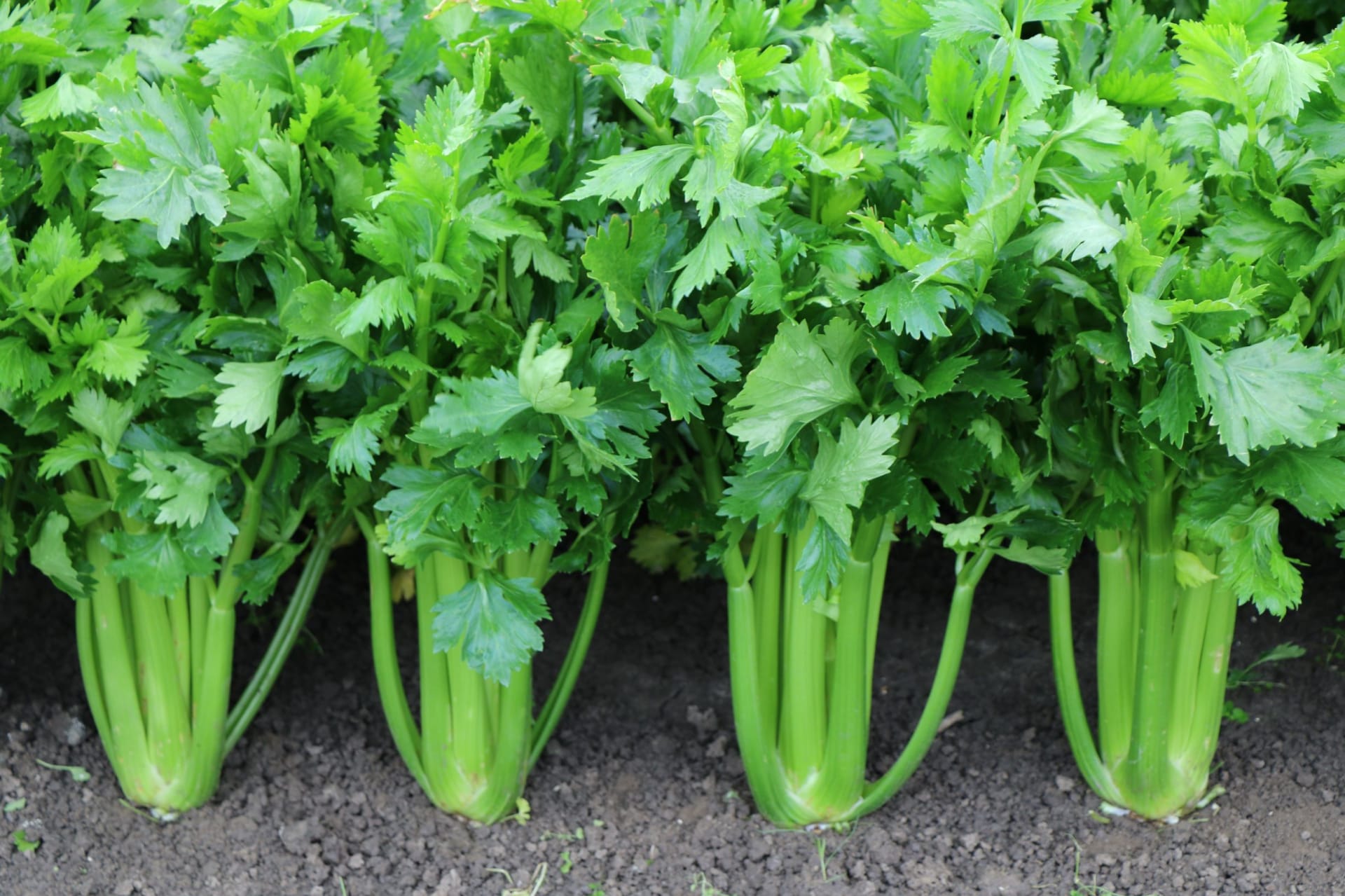 Zelený řapíkatý celer prosévá zdraví Blíženců.