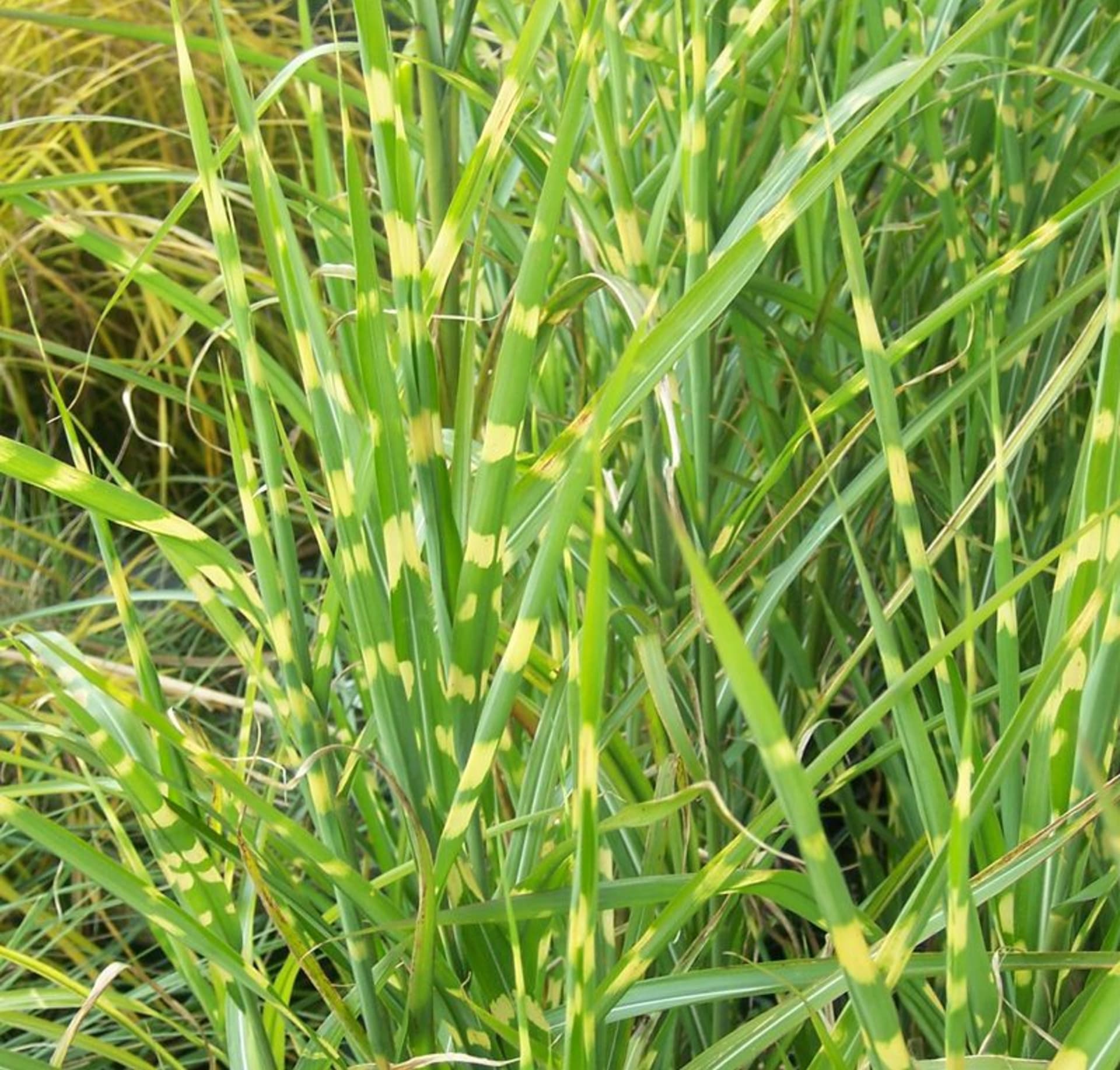 Soliterní traviny - Obrázek 2 - Ozdobnice čínská kultivar Zebrinus (Miscanthus sinensis Zebrinus)