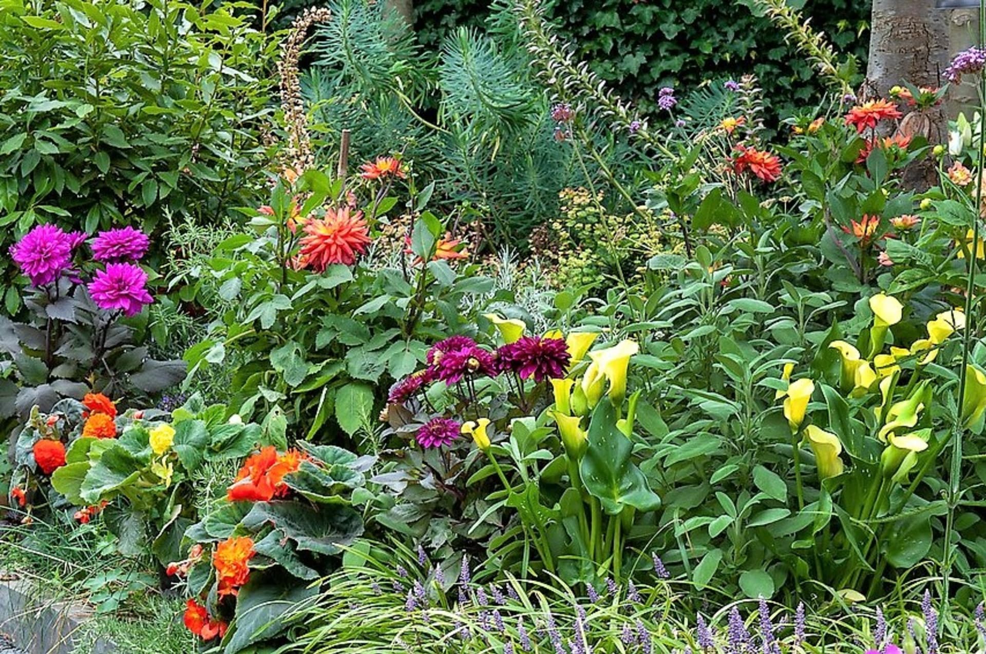 Chcete mít v létě široko daleko nejkrásnější zahradu? Pěstujte bohatě kvetoucí letní cibuloviny a hlíznaté rostliny, které vás nadchnou spoustou barevných květů a pokvetou až do podzimu!