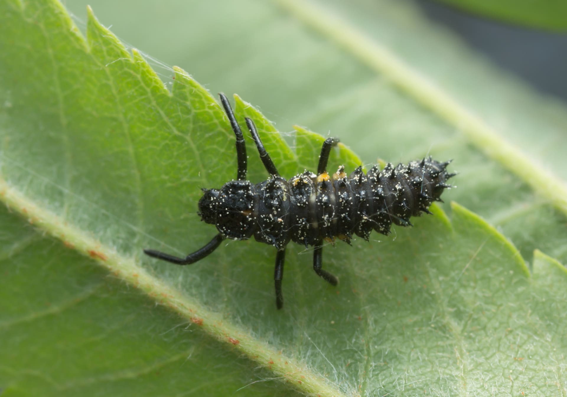 Slunéčko velké (Anatis acellata)  - larva