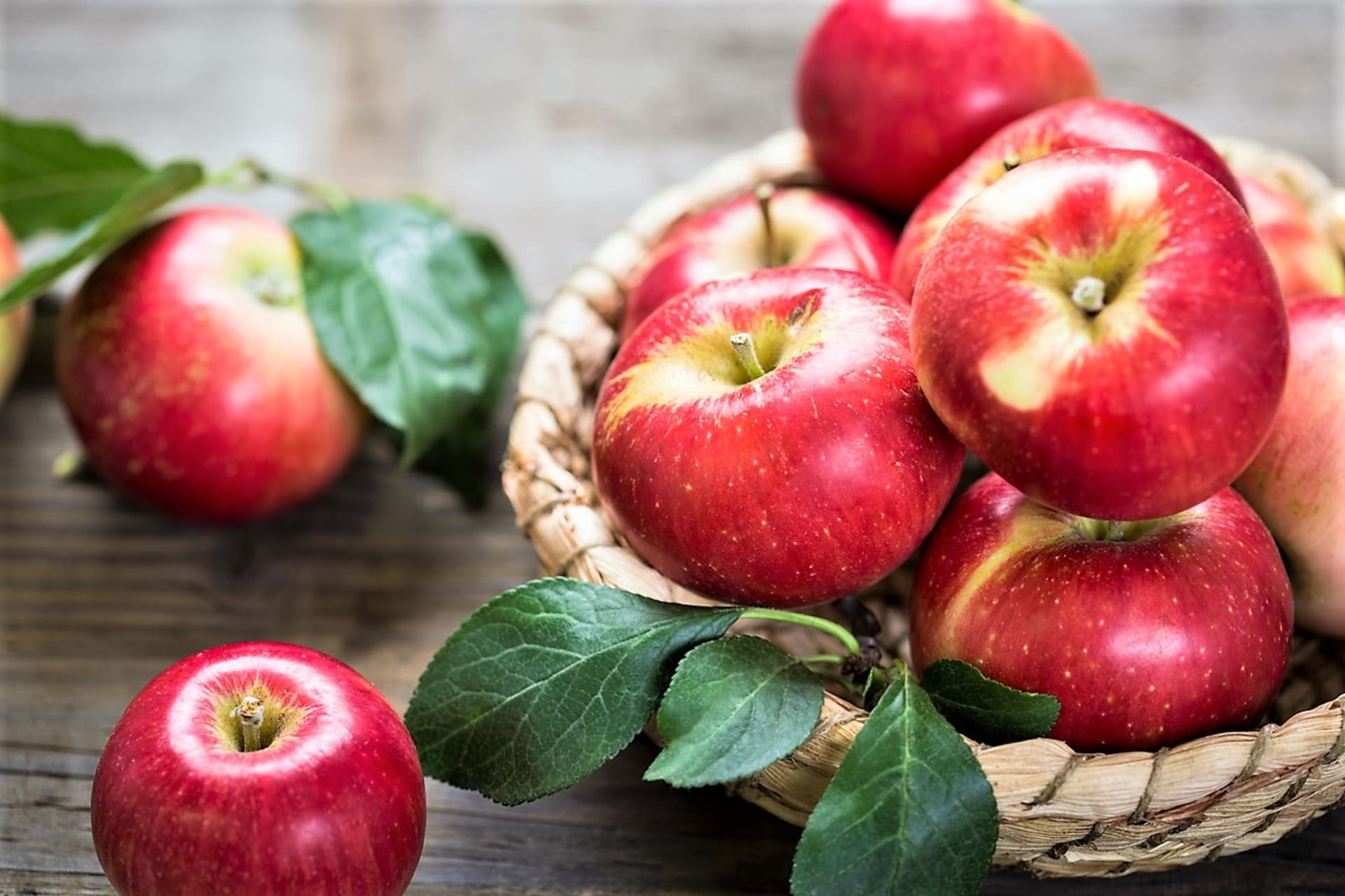 Jablka sklízíme od konce léta do listopadu, protože existuje nespočet odrůd jabloně domácí (Malus domestica) a každá má svůj čaj sklizně.