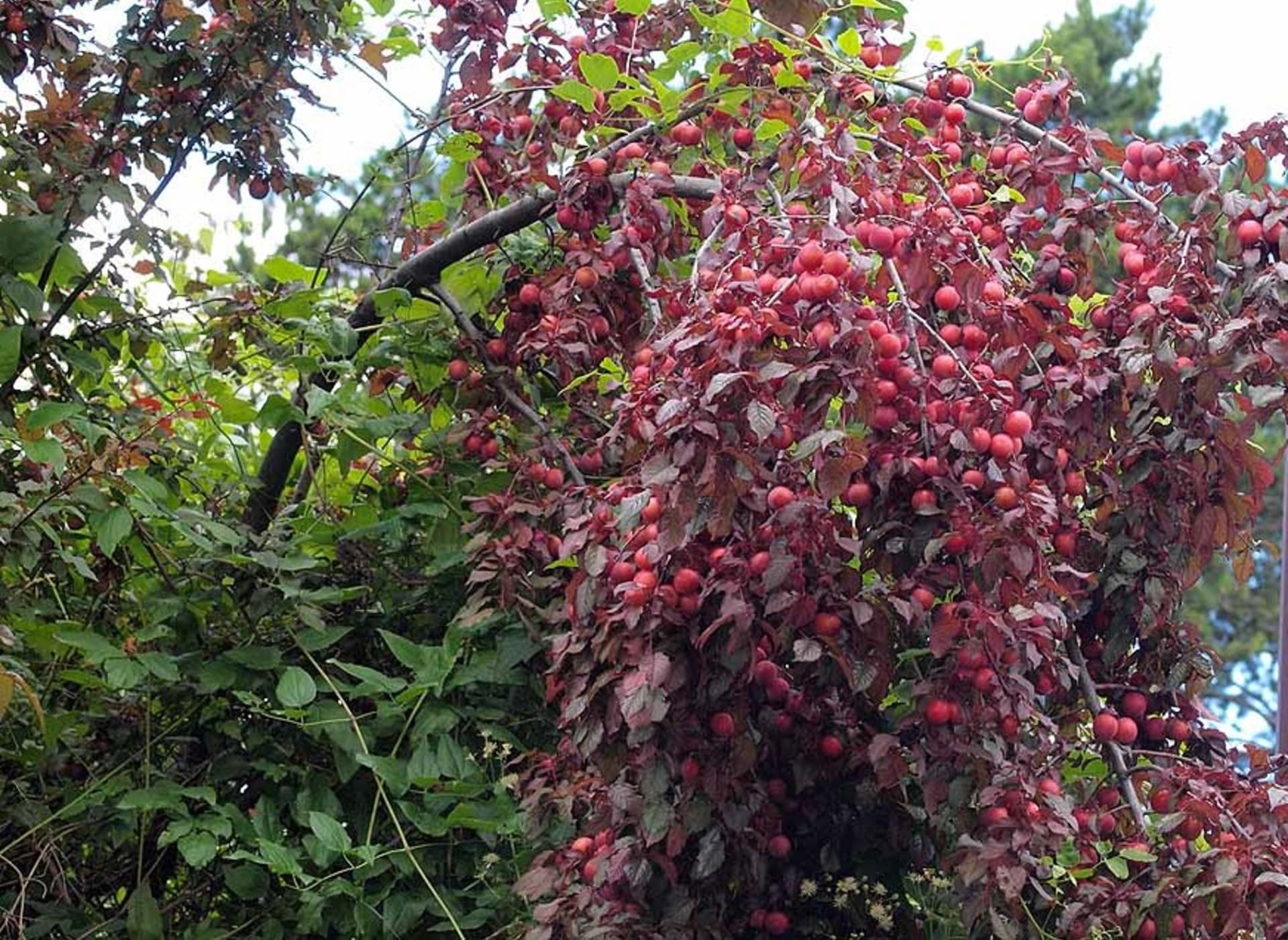 Prunus cerasifera ‚Nigra‘ – Slivoň myrobalán  - Obrázek 1