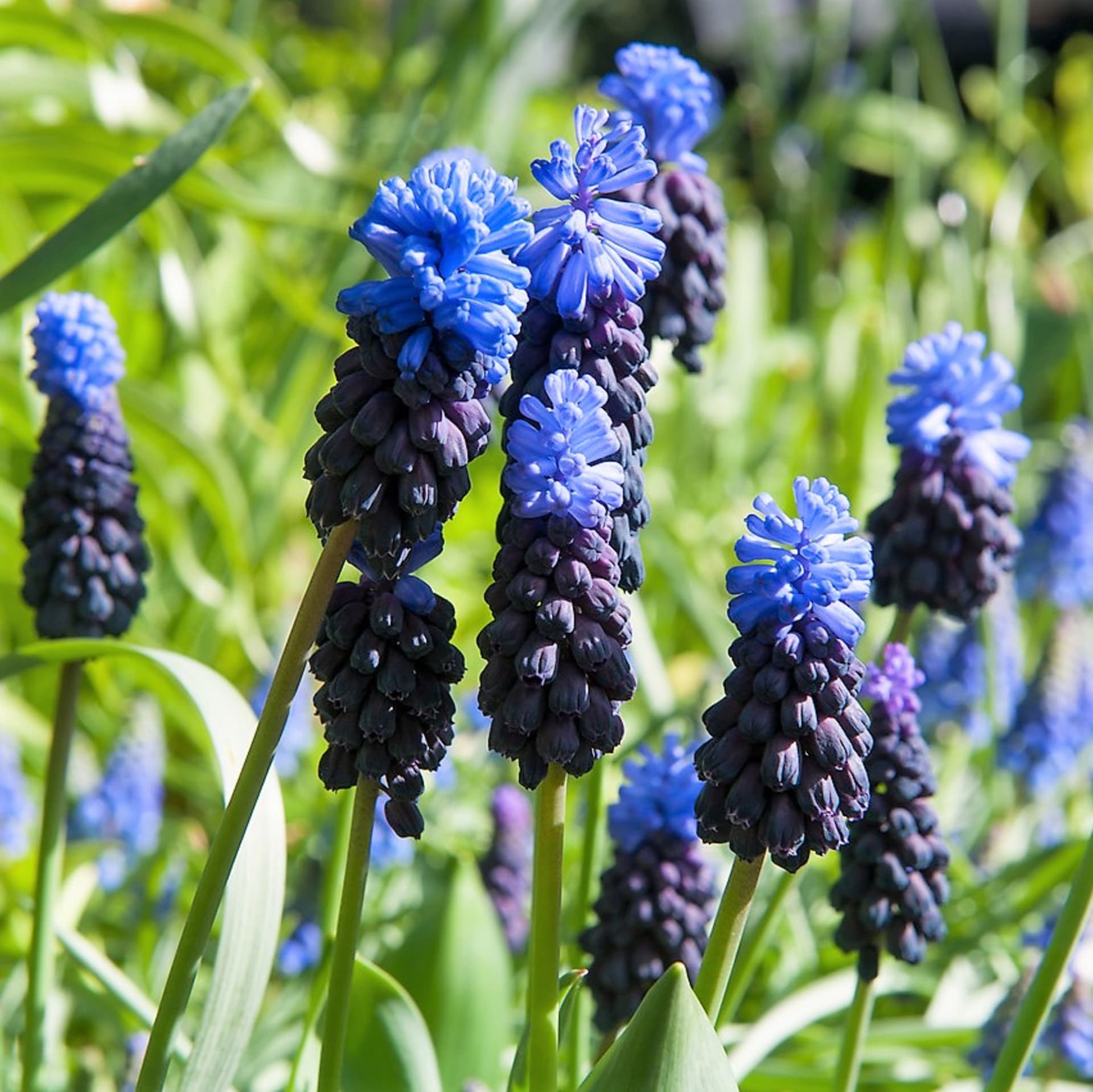 Muscari latifolium (Muscari latifolium) je unikátní dvoubarevný modřenec Vytváří od dubna do května nádherné květní hrozny, které jsou nahoře světlé modré a dole tmavě purpurové; vykvétá sestupně, tedy od špičky květenství dolů. 