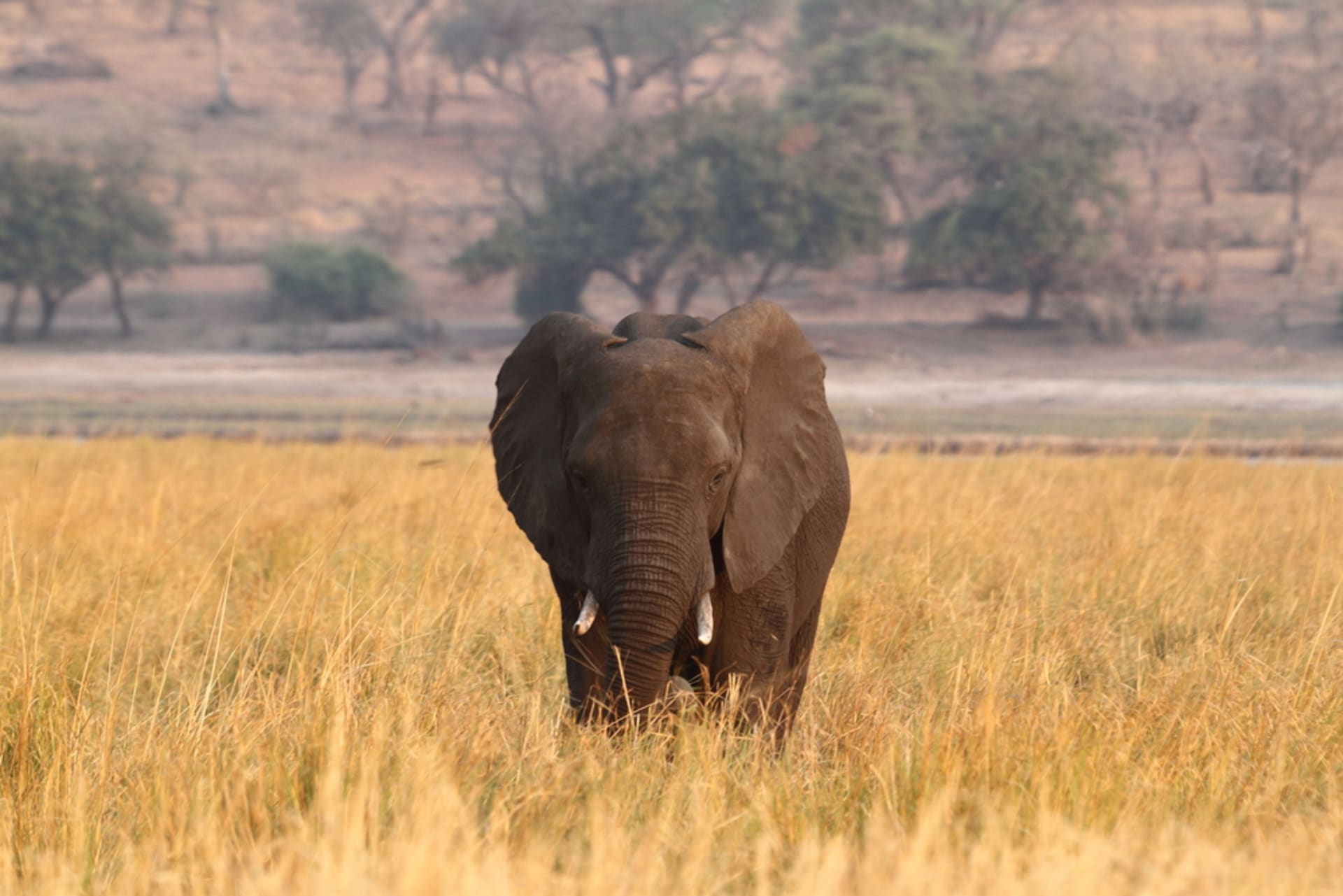 Sloni chodí do indických vesnic kvůli potravě čím dál častěji.