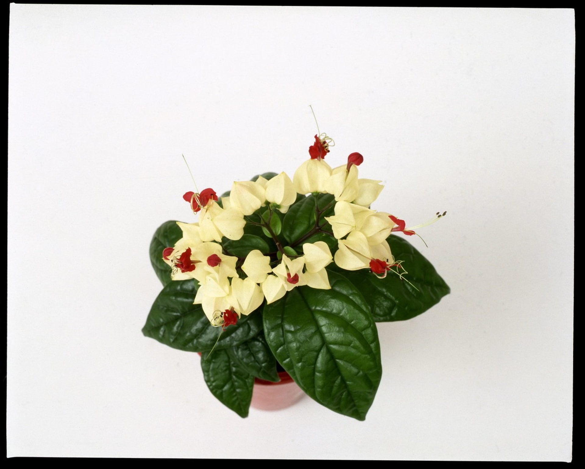 Blahokeř/Clerodendrum thomsoniae - v květináči