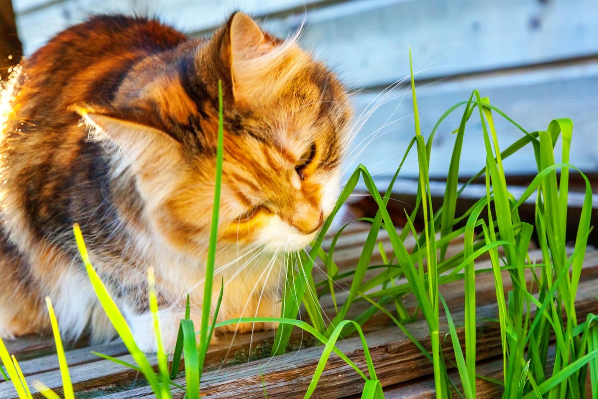 Pokud máte kočku v bytě bez přístupu na trávník, rozhodně jí pěstujte trávu v květináči