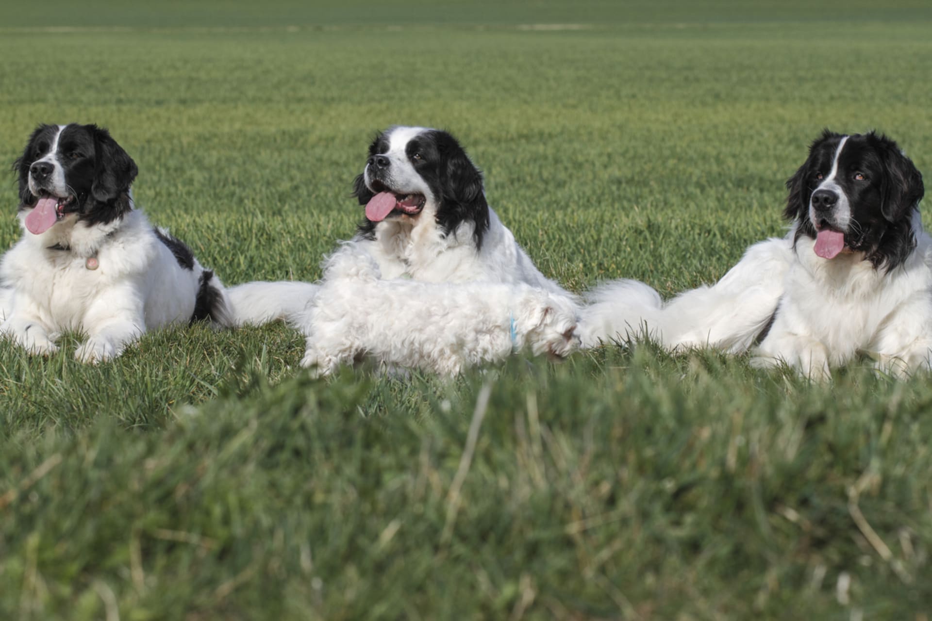 Nejkrásnější psí obříci: Landseer