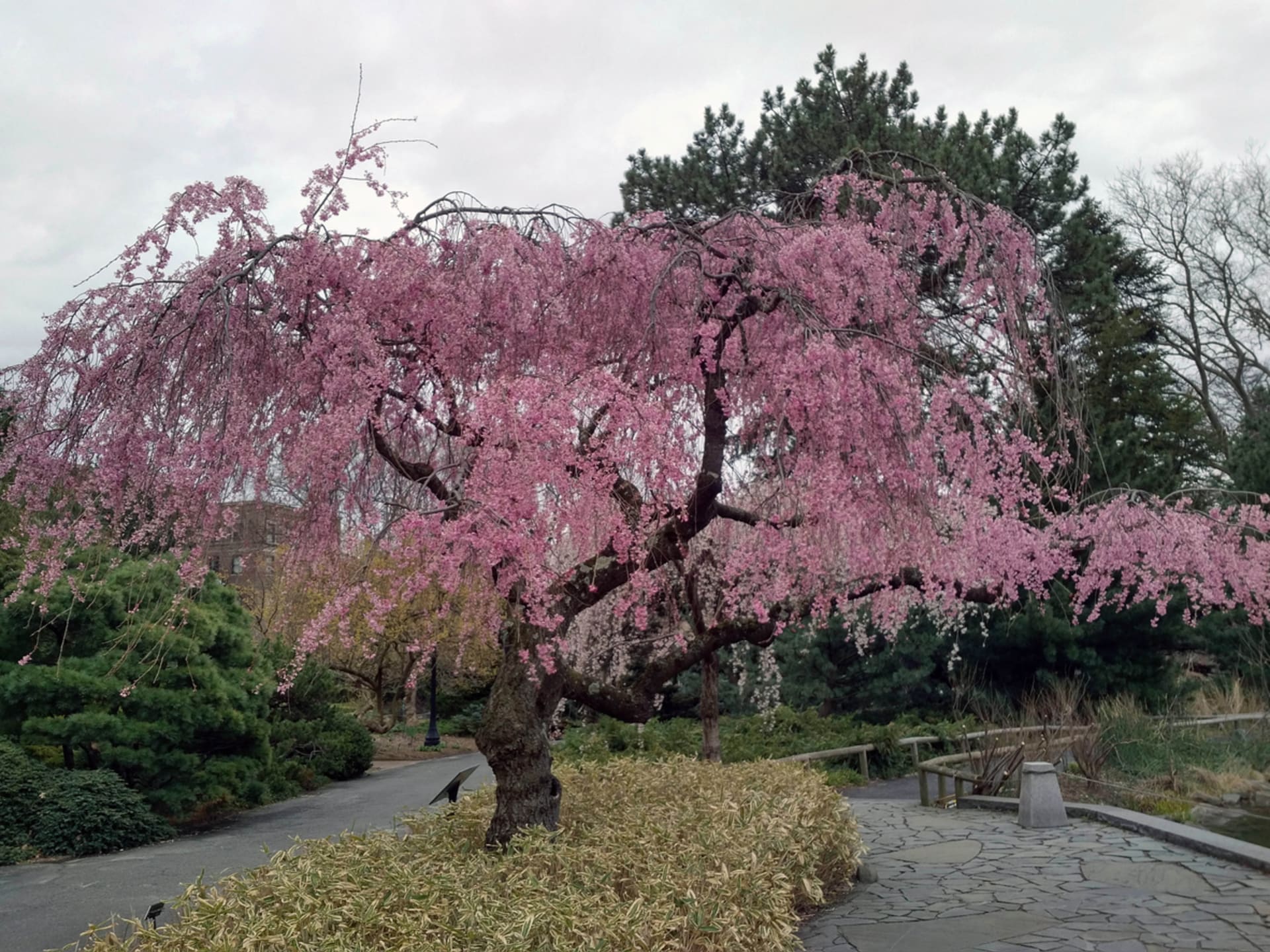 Slivoň chloupkatá (Prunus subhirtella Autumnalis)