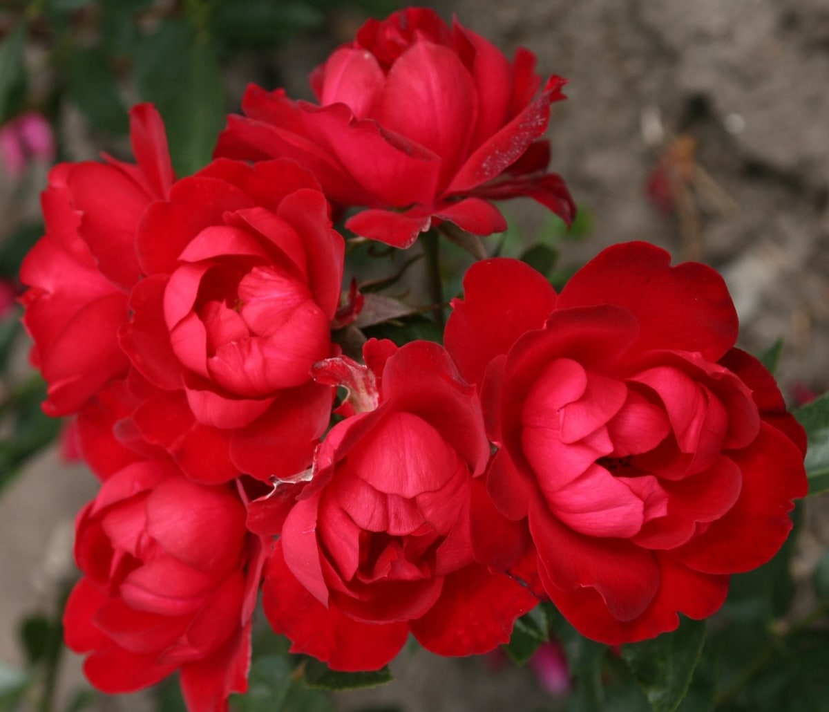 Růže - Obrázek 1